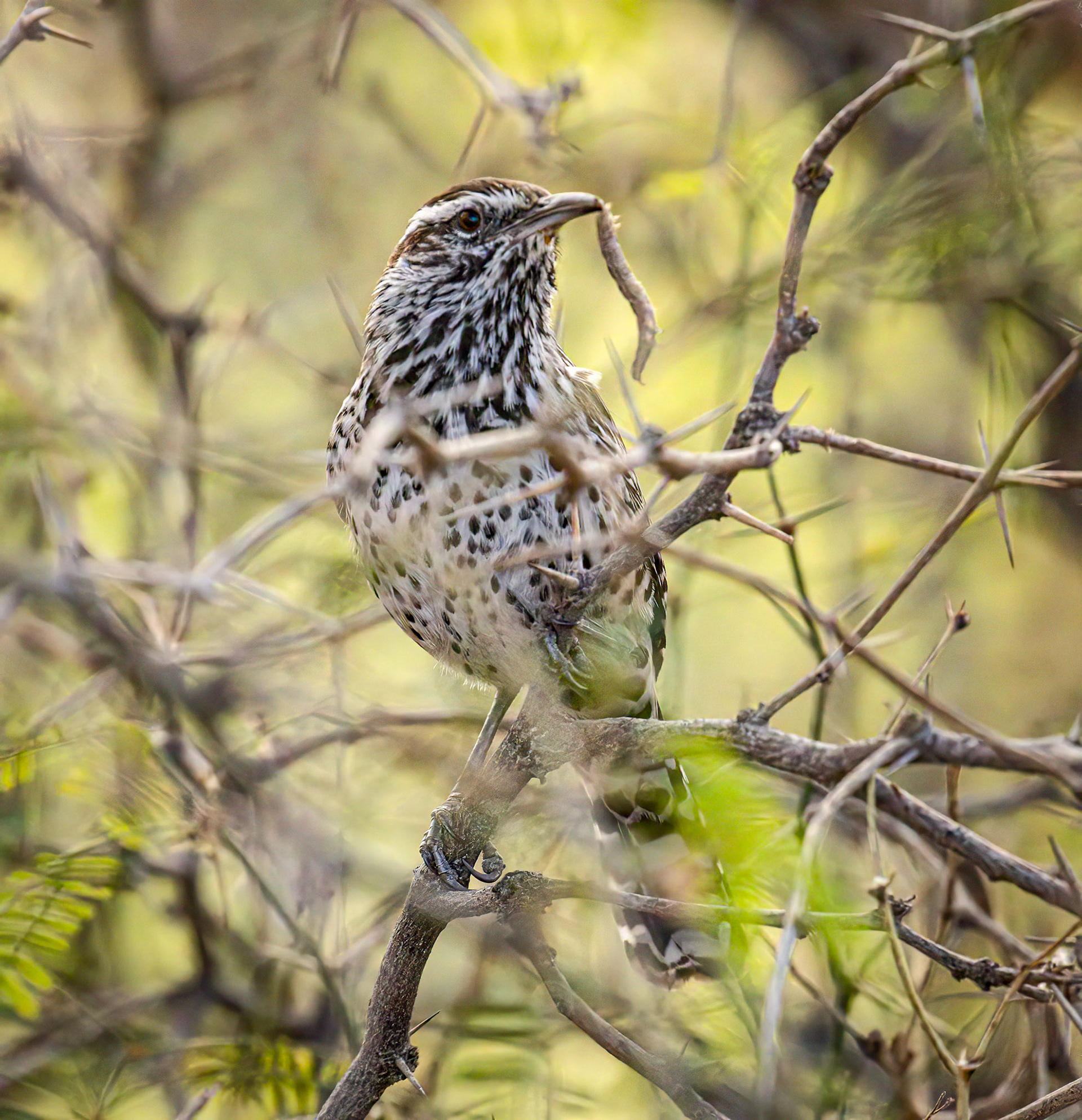 Cactus Wren