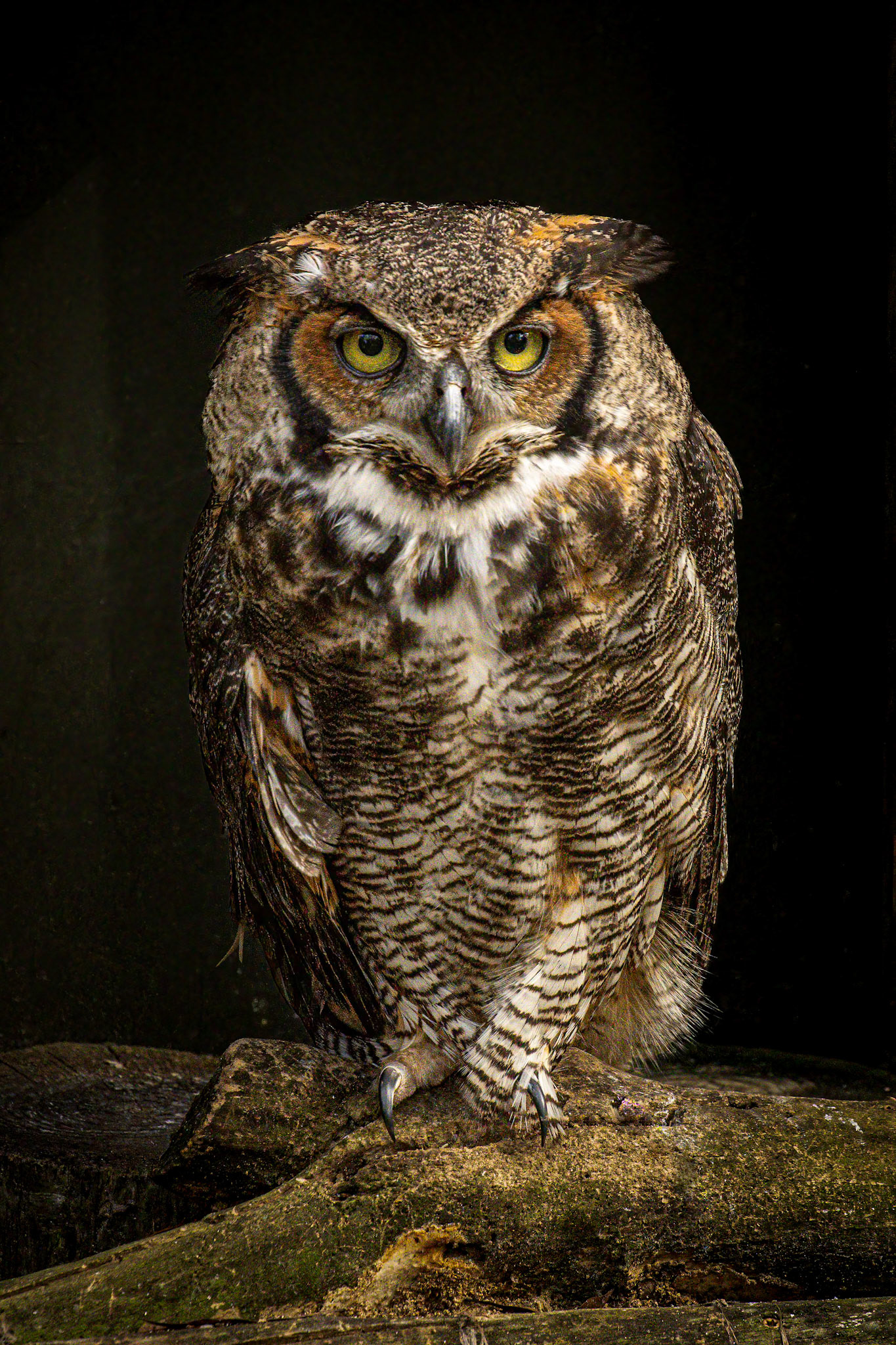 Great-horned Owl