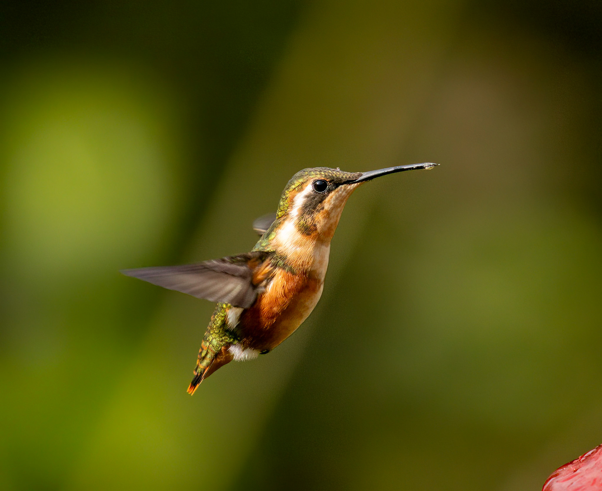 White-bellied Woodstar