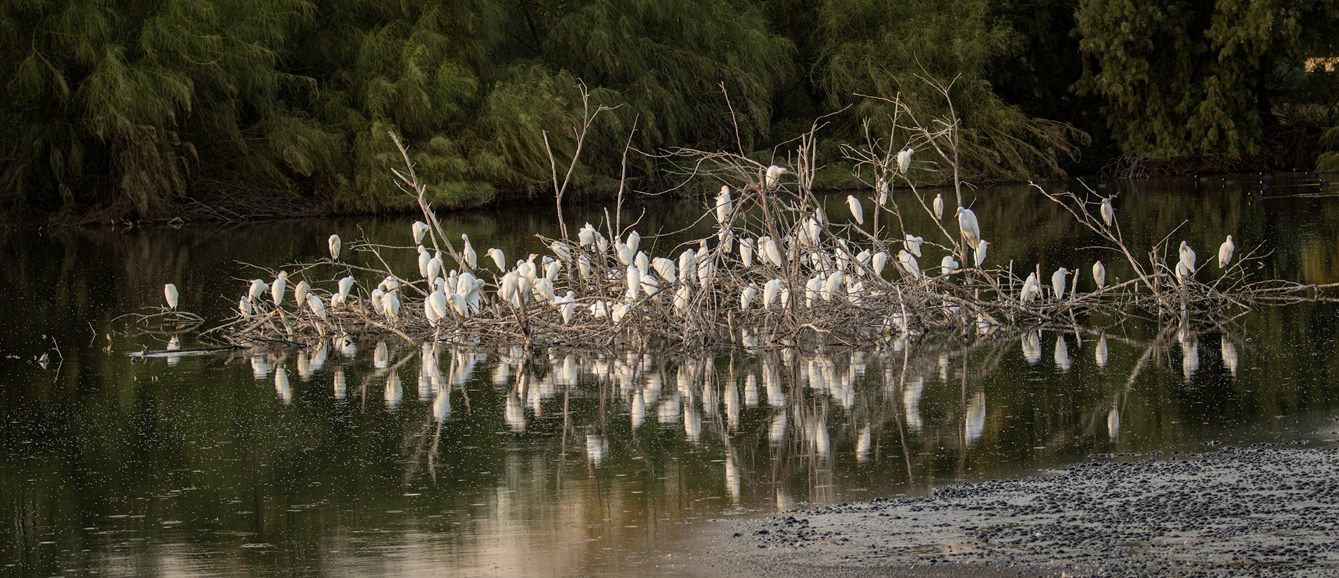Western Cattle Egret