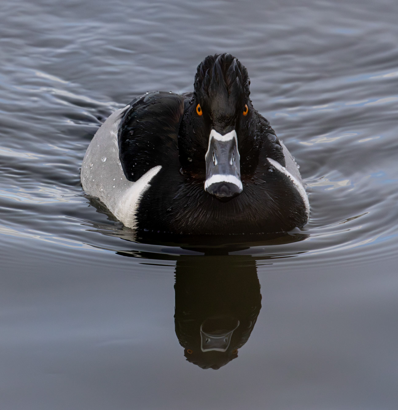 Ring-necked Duck
