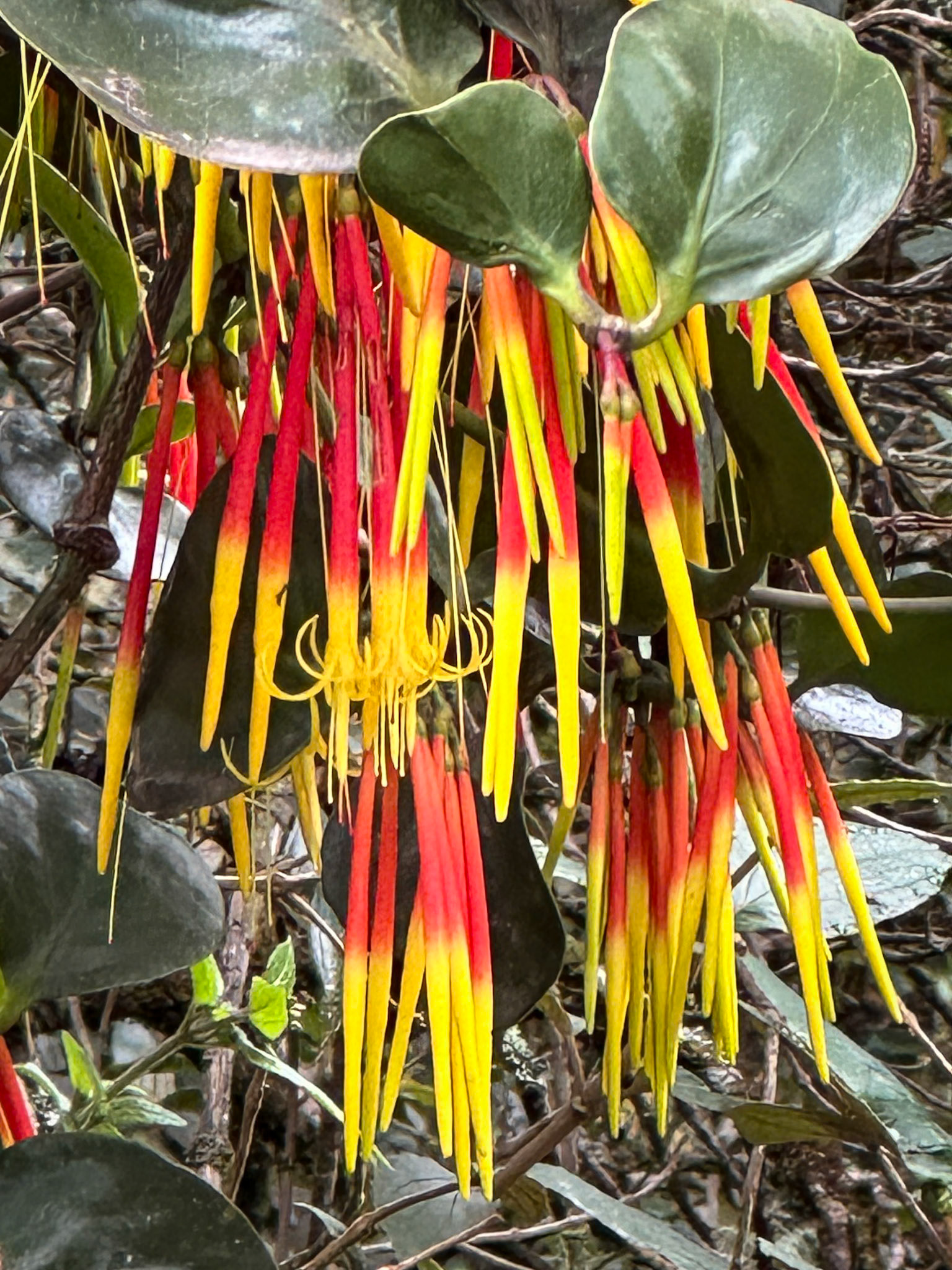 Tristerix Penduliflorus Kuijt (no common name available)