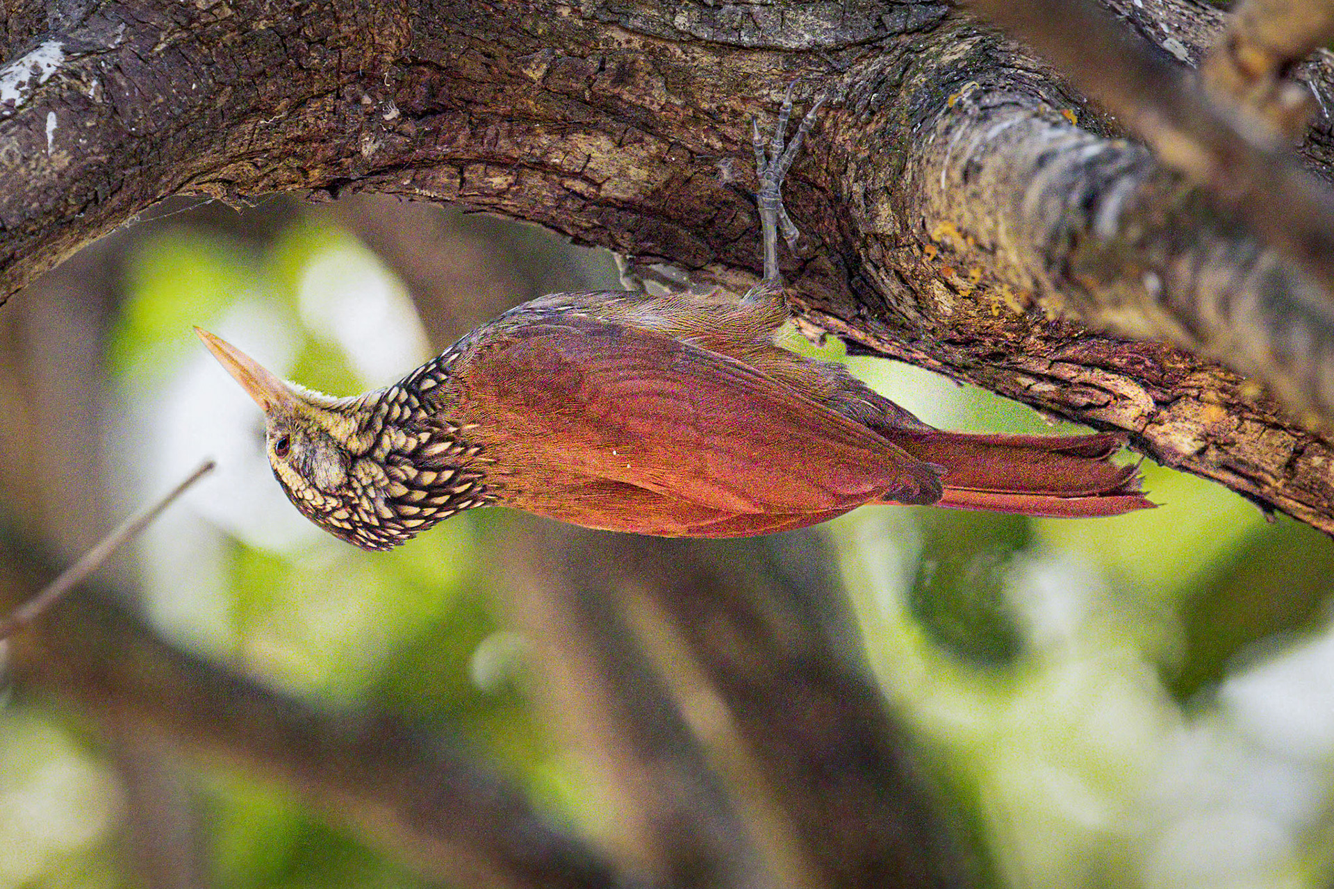 Straight-billed Woodcreeper