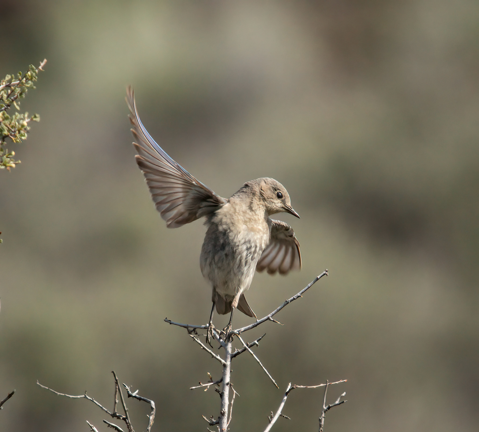 Mountain Bluebird