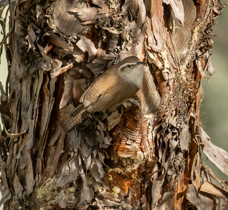 Bewick's Wren