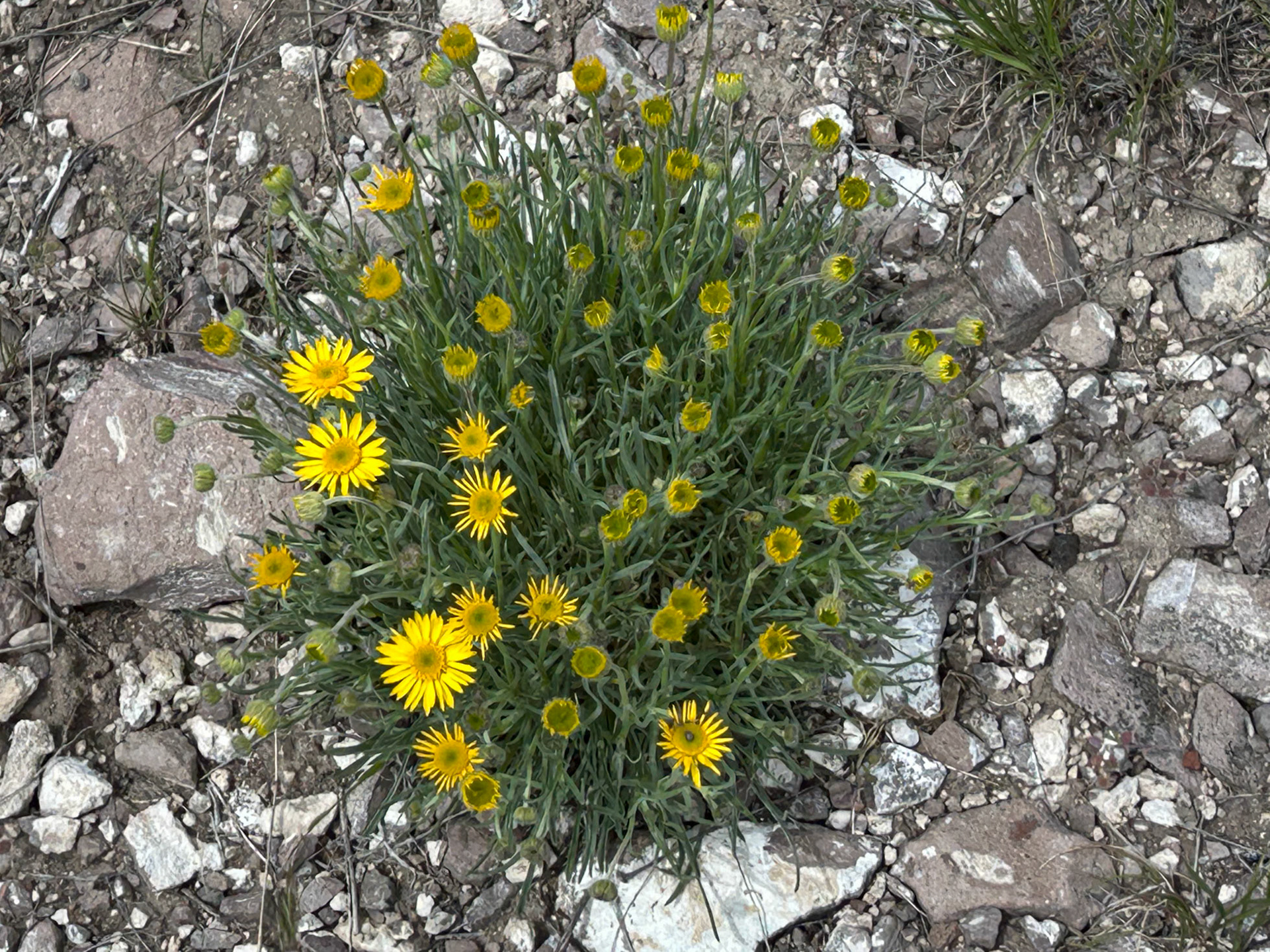 Narrow-leaved Fleabane
