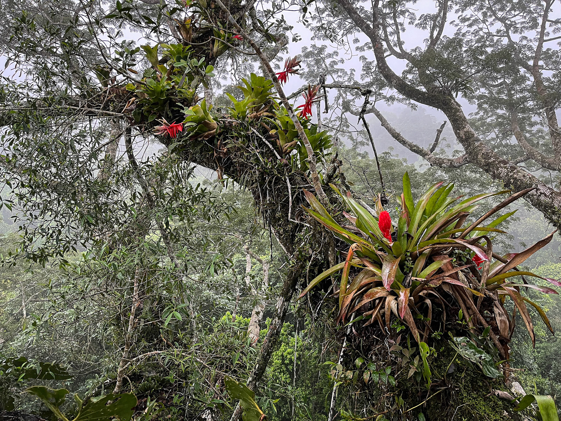 Sani Lodge Tower in Kapok Tree