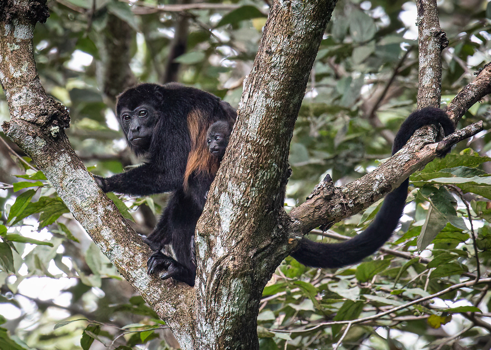Howler Monkey