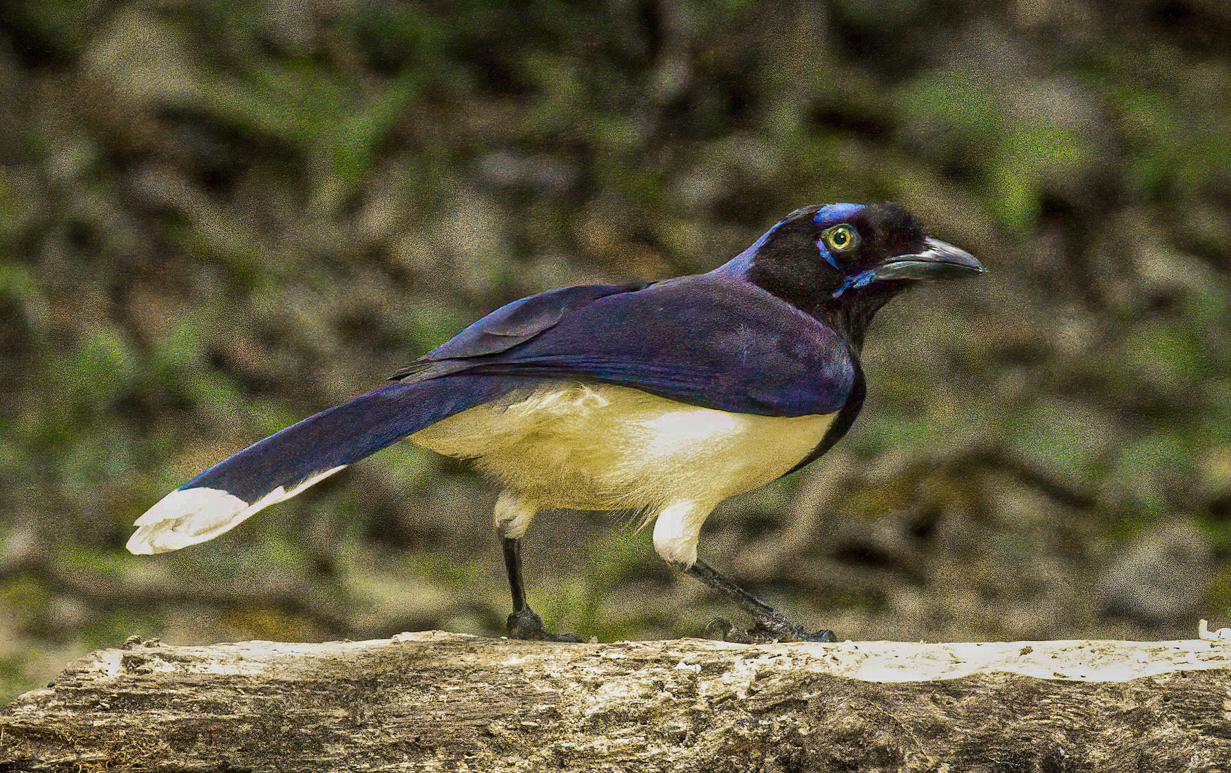 Black-chested Jay
