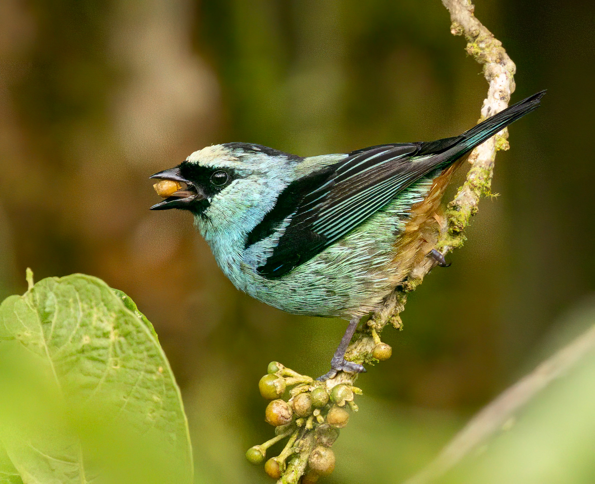 Metallic-green Tanager
