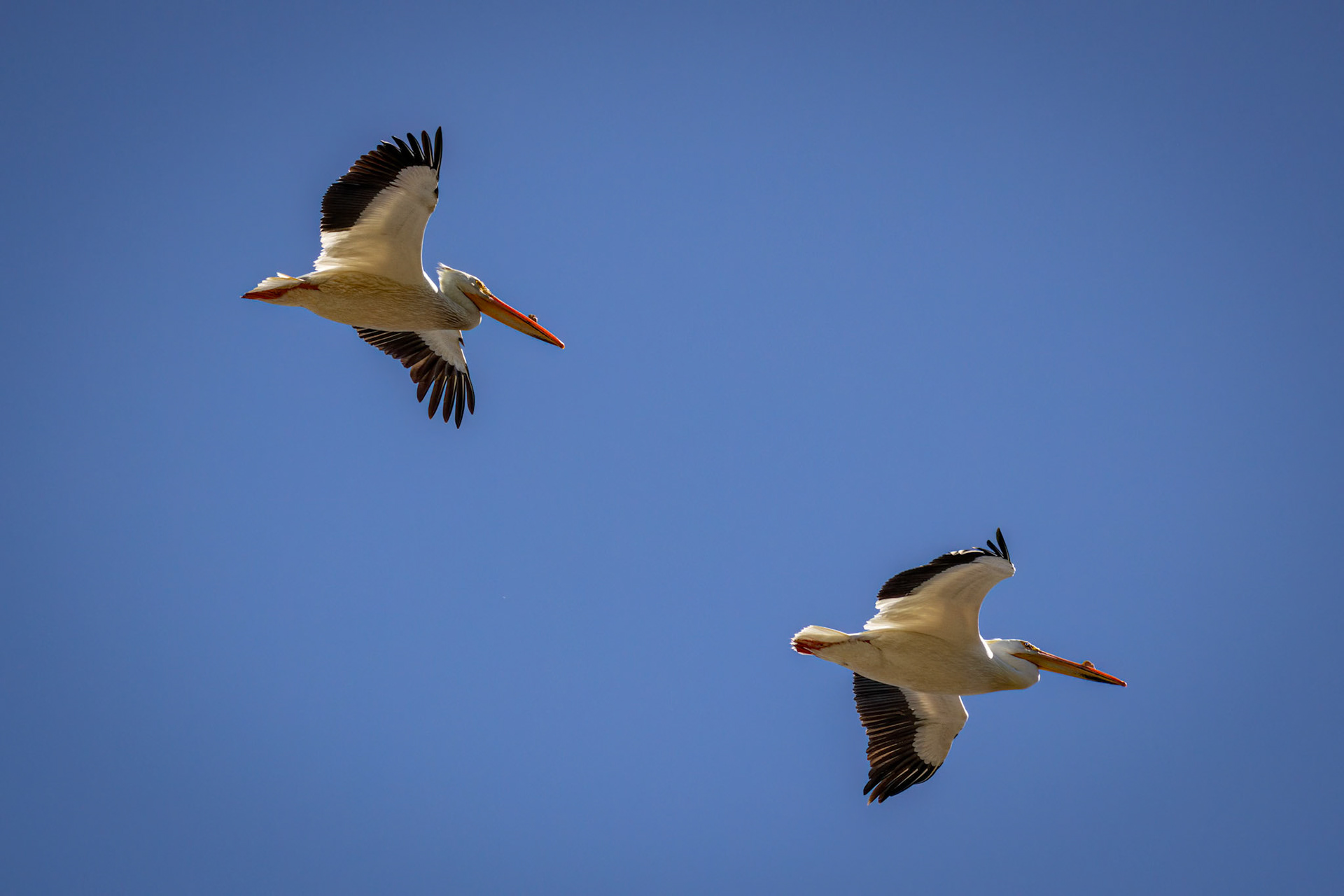 American White Pelican