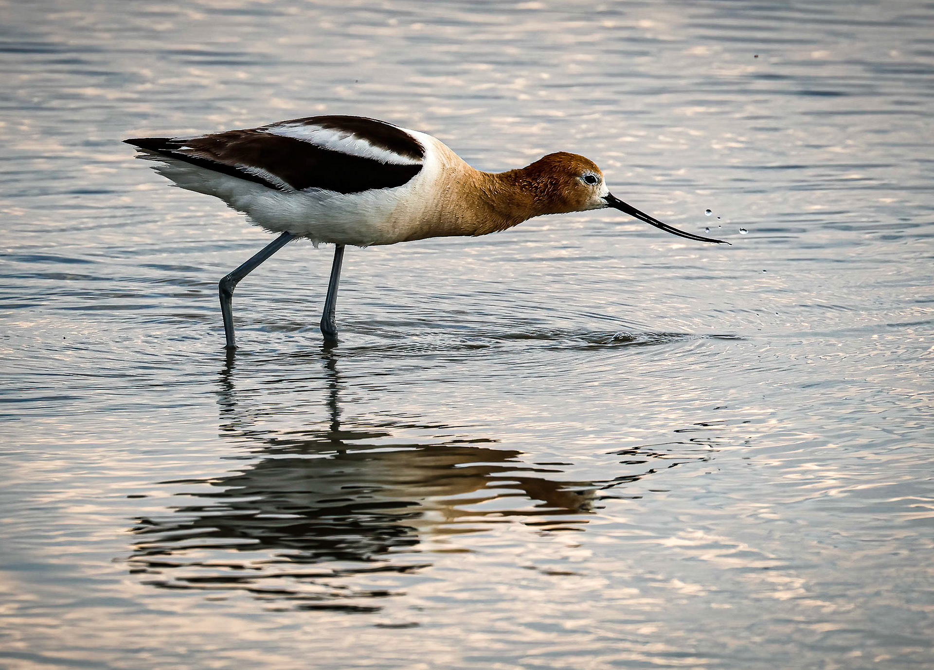 American Avocet