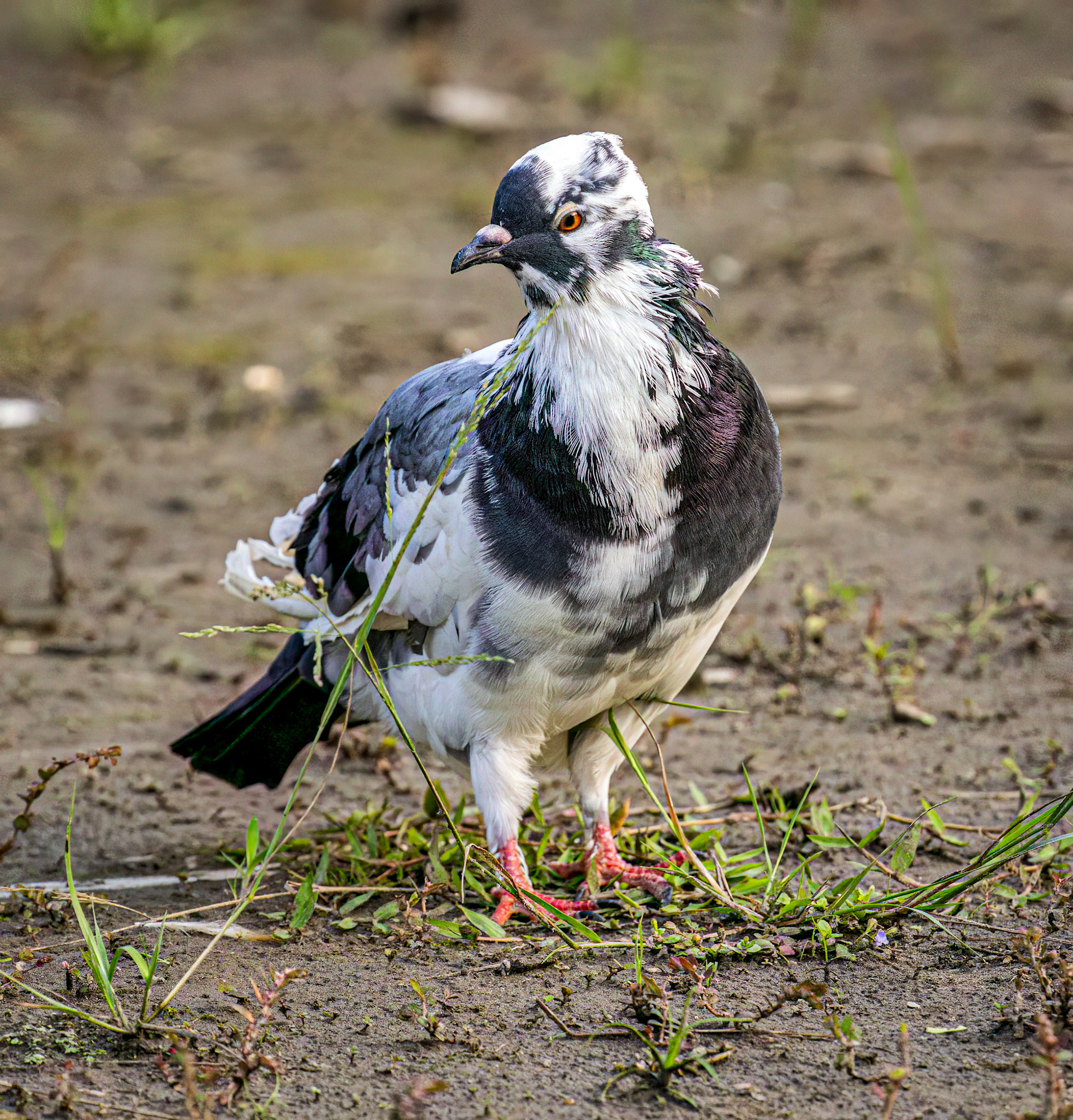 Rock Pigeon