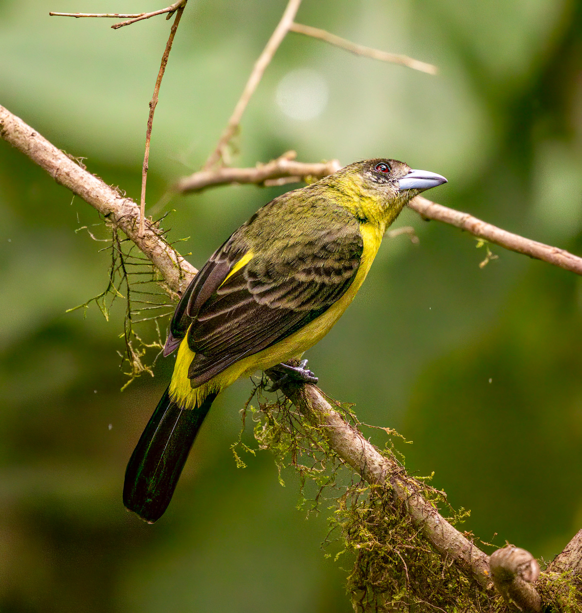 Flame-rumped Tanager