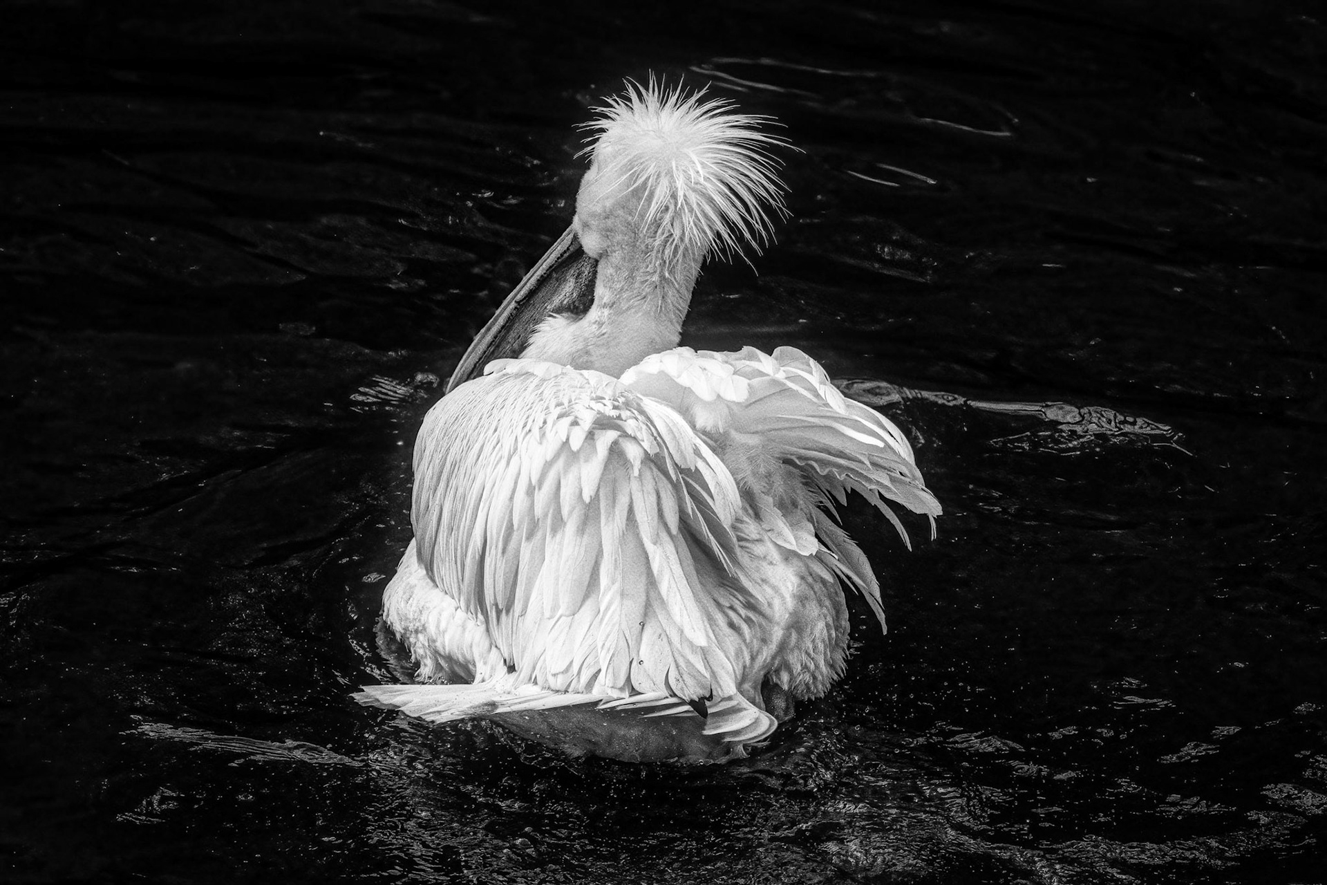 White Pelican