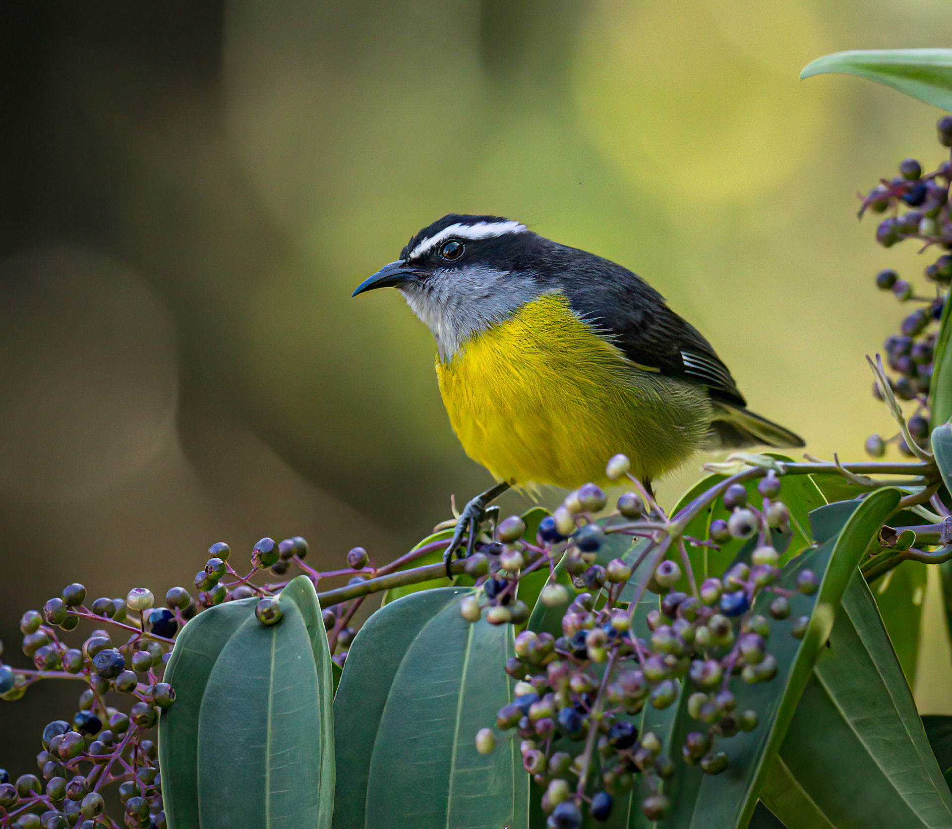 Bananaquit