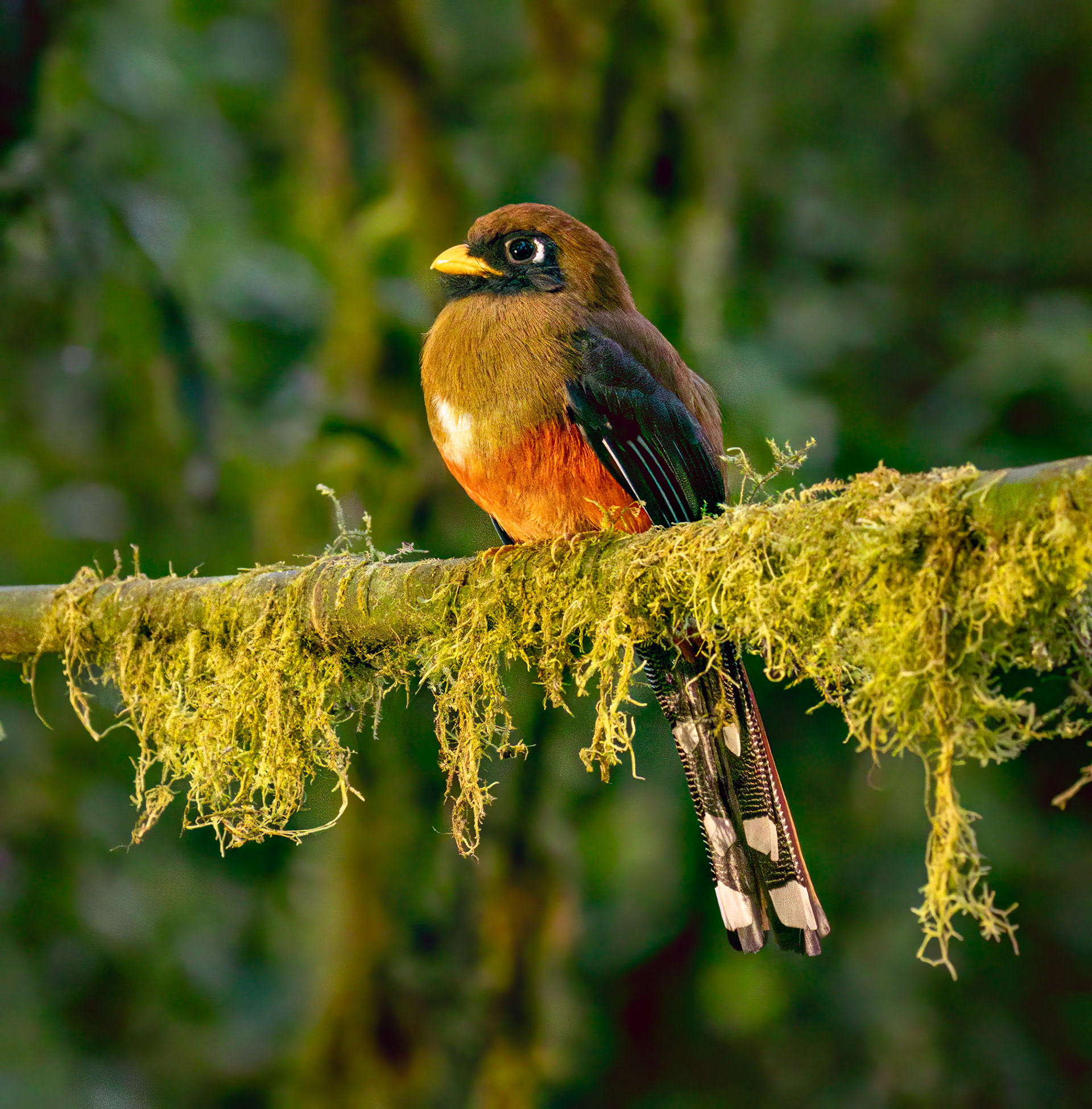 Masked Trogon