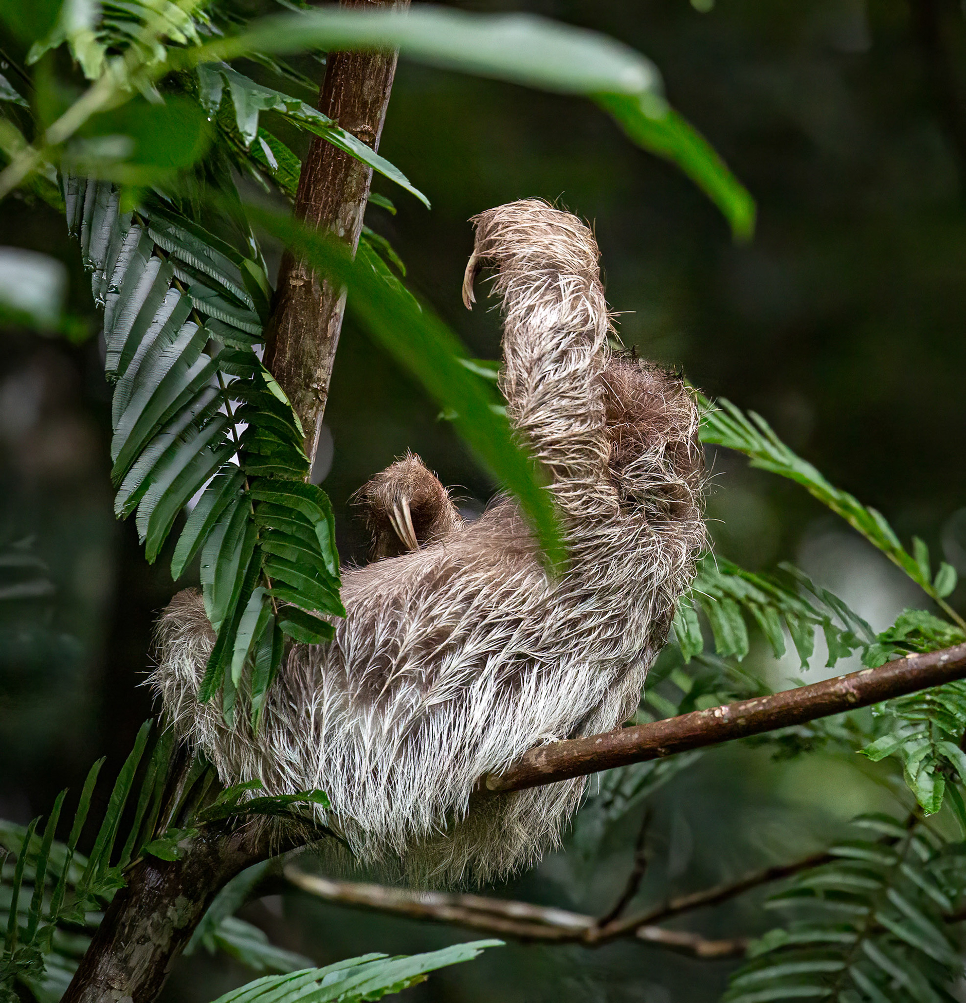 Three-toed Sloth