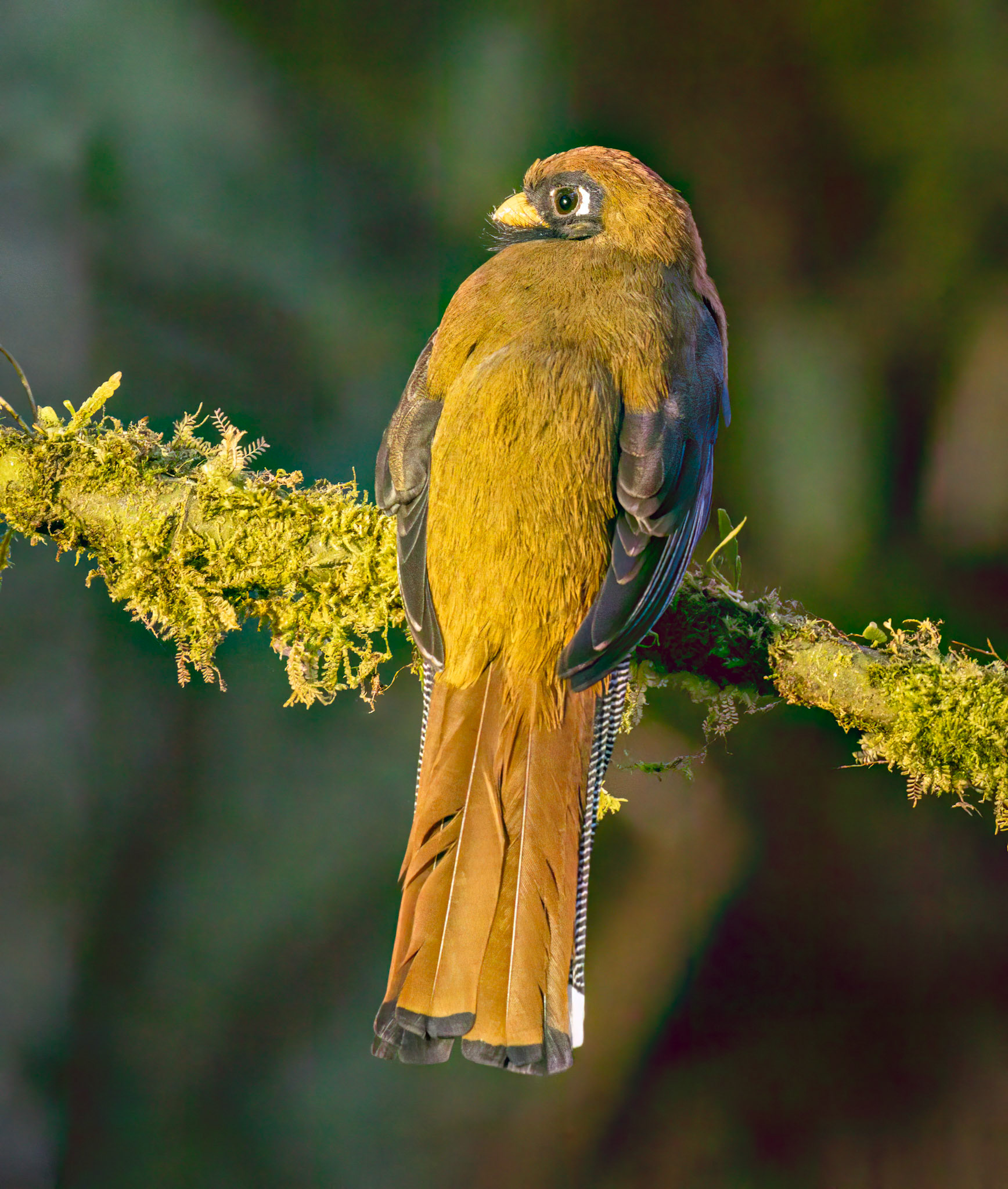 Masked Trogon