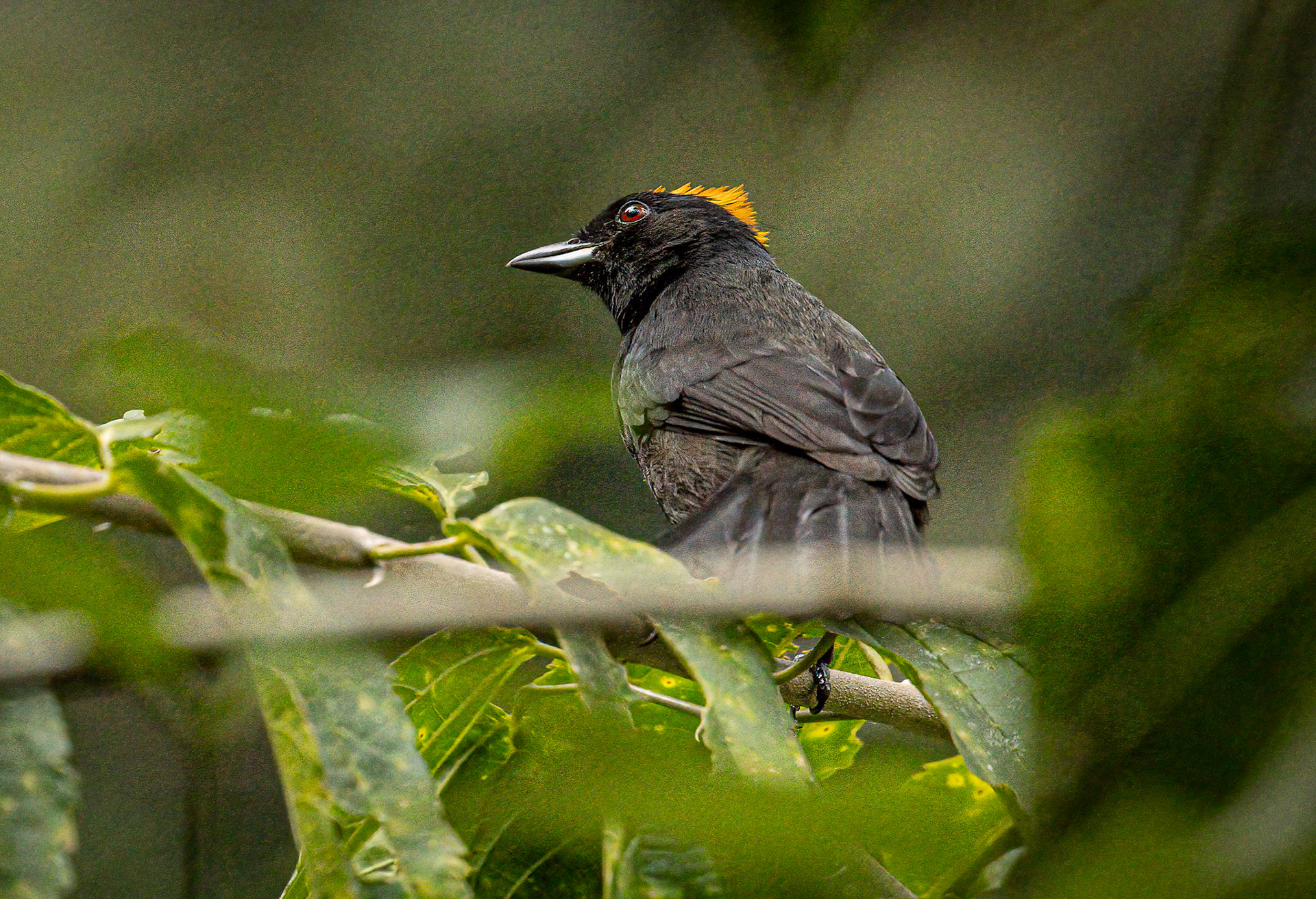 Tawny-crested Tanager