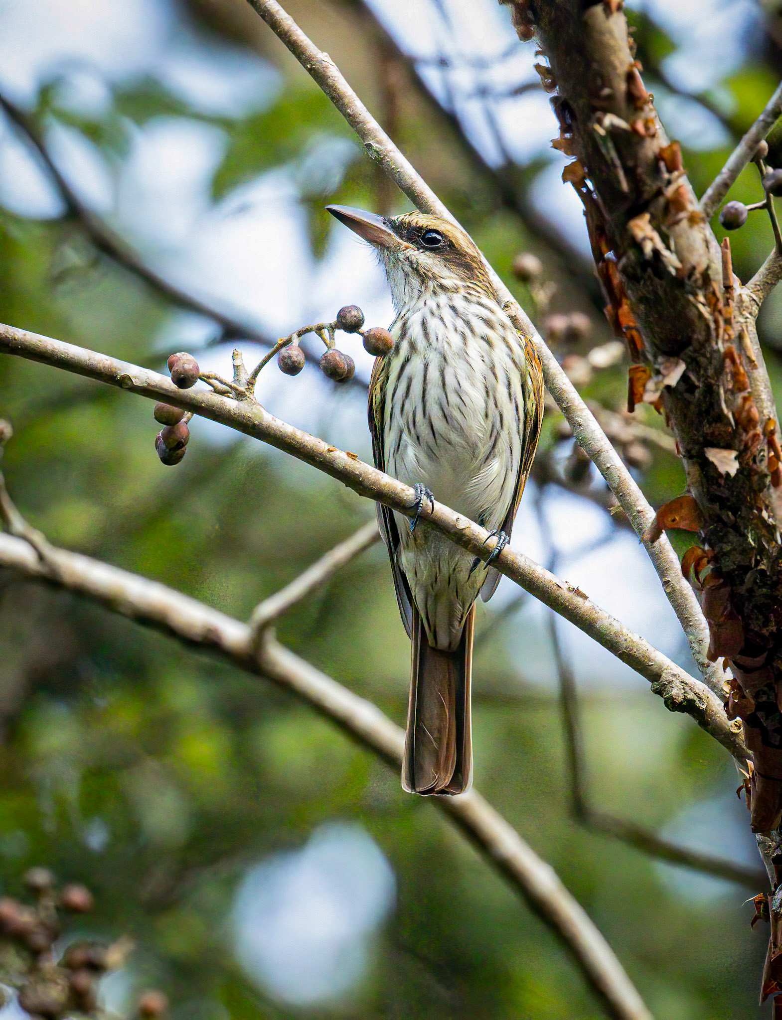 Streaked Flycatcher