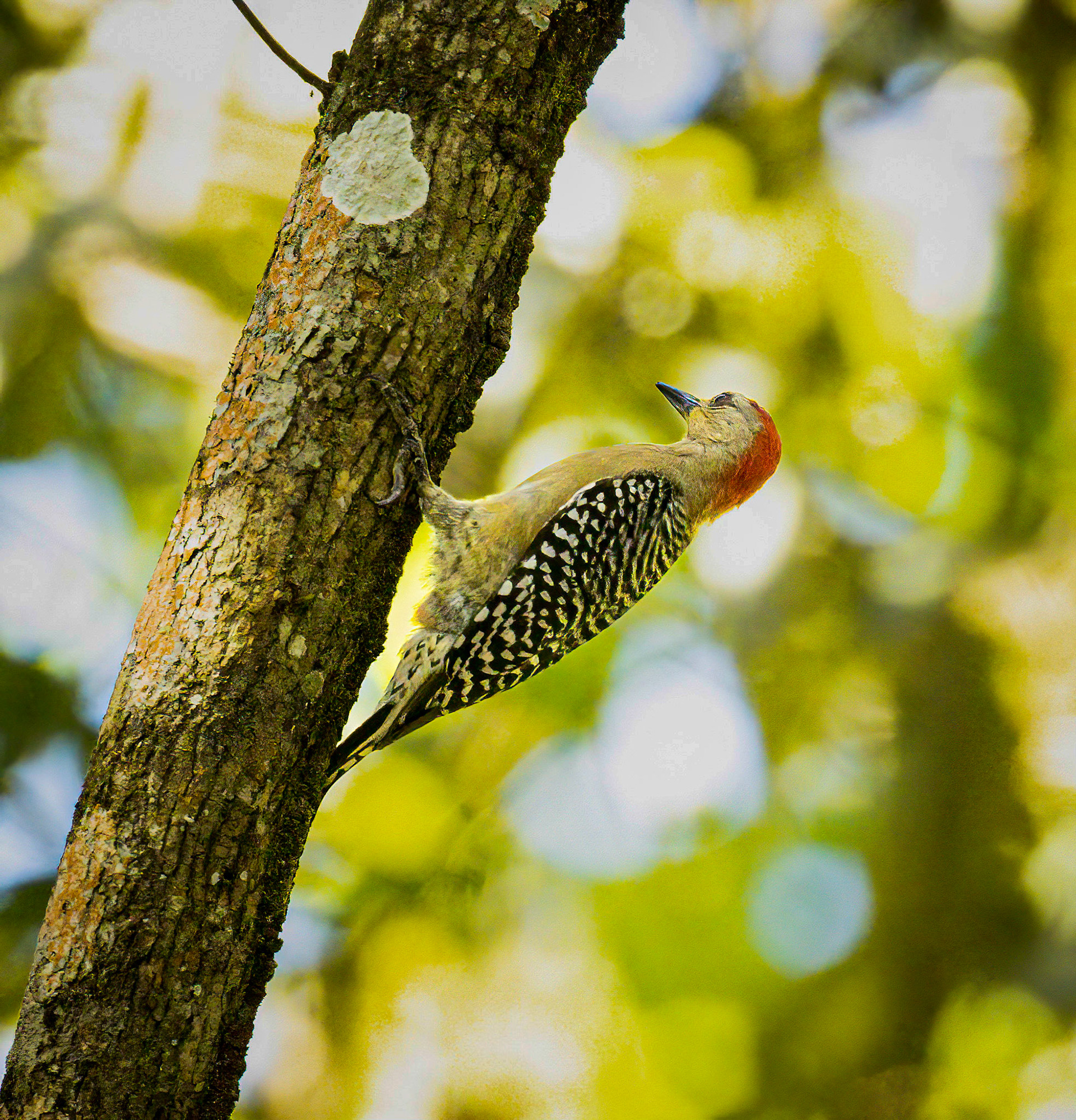 Red-crowned Woodpecker in Metropolitan Park