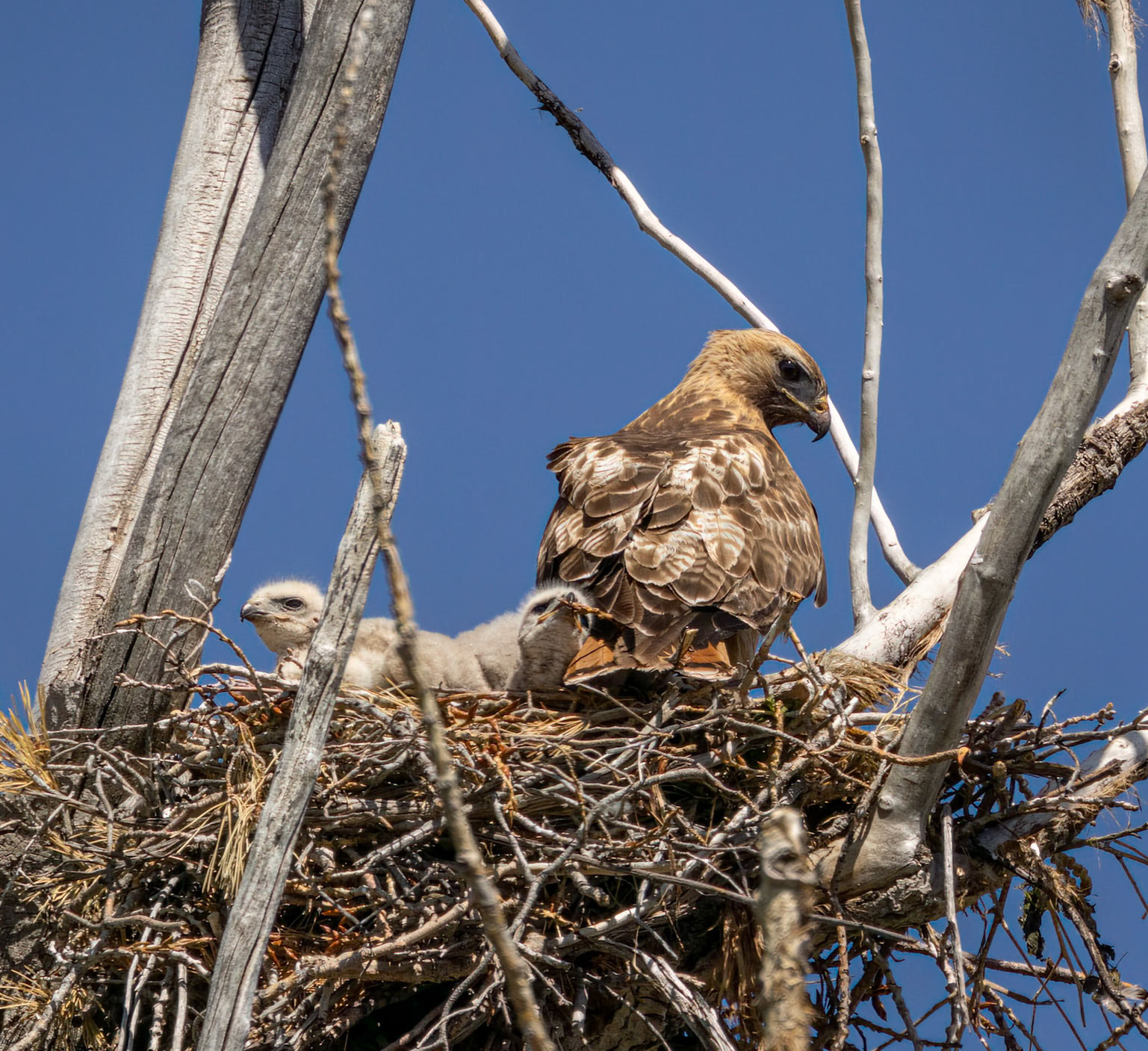 Red-tailed Hawk