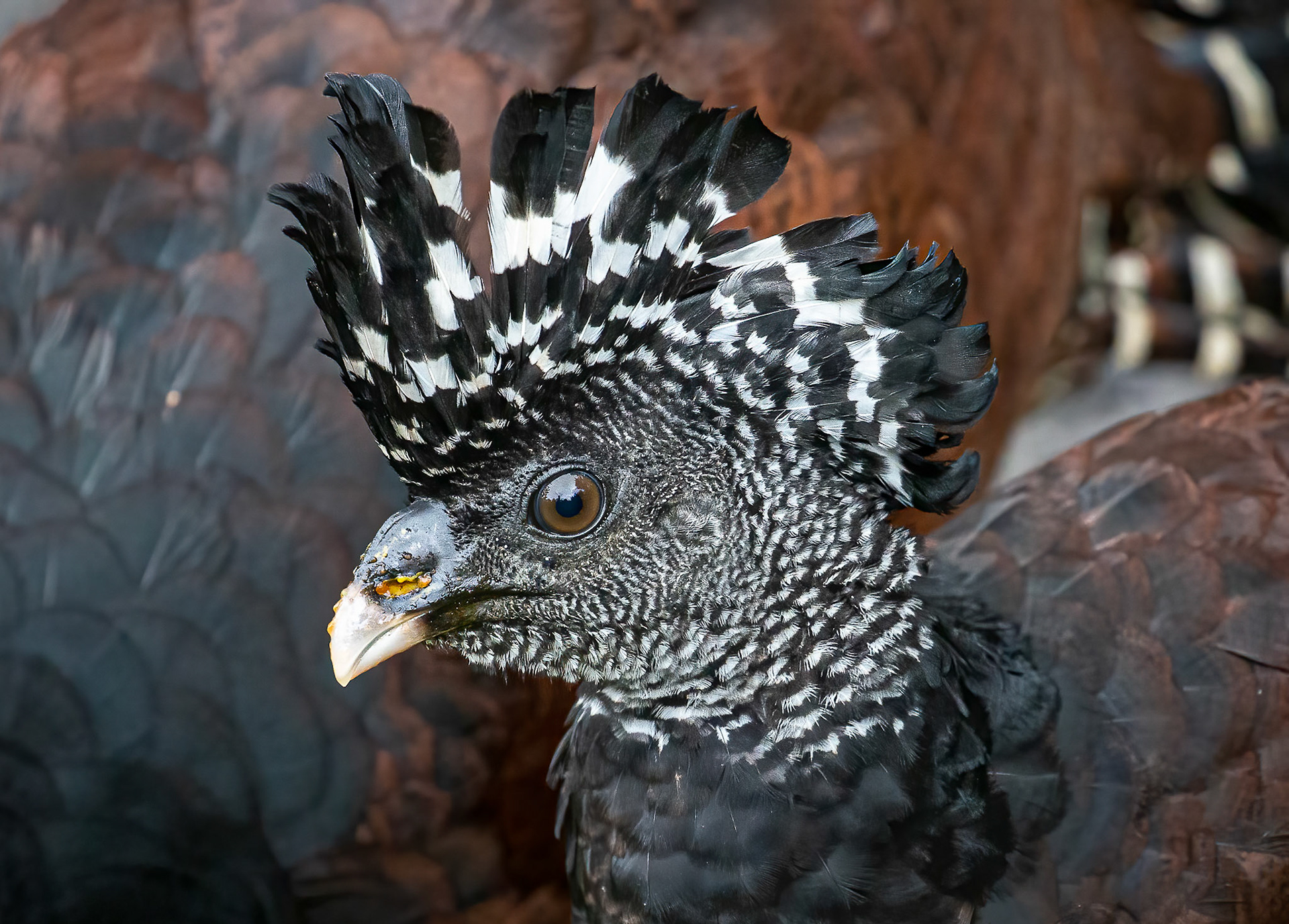 Great Curassow