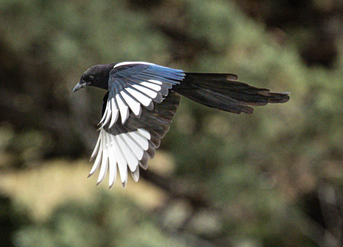 Black-billed Magpie