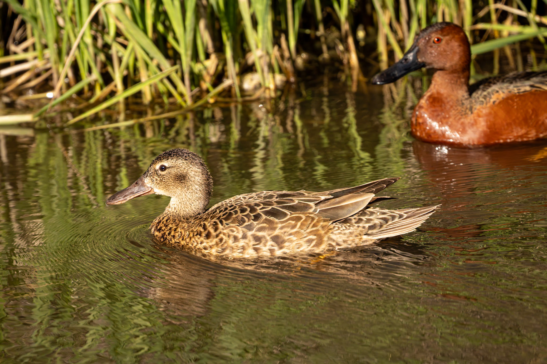 Cinnamon Teal