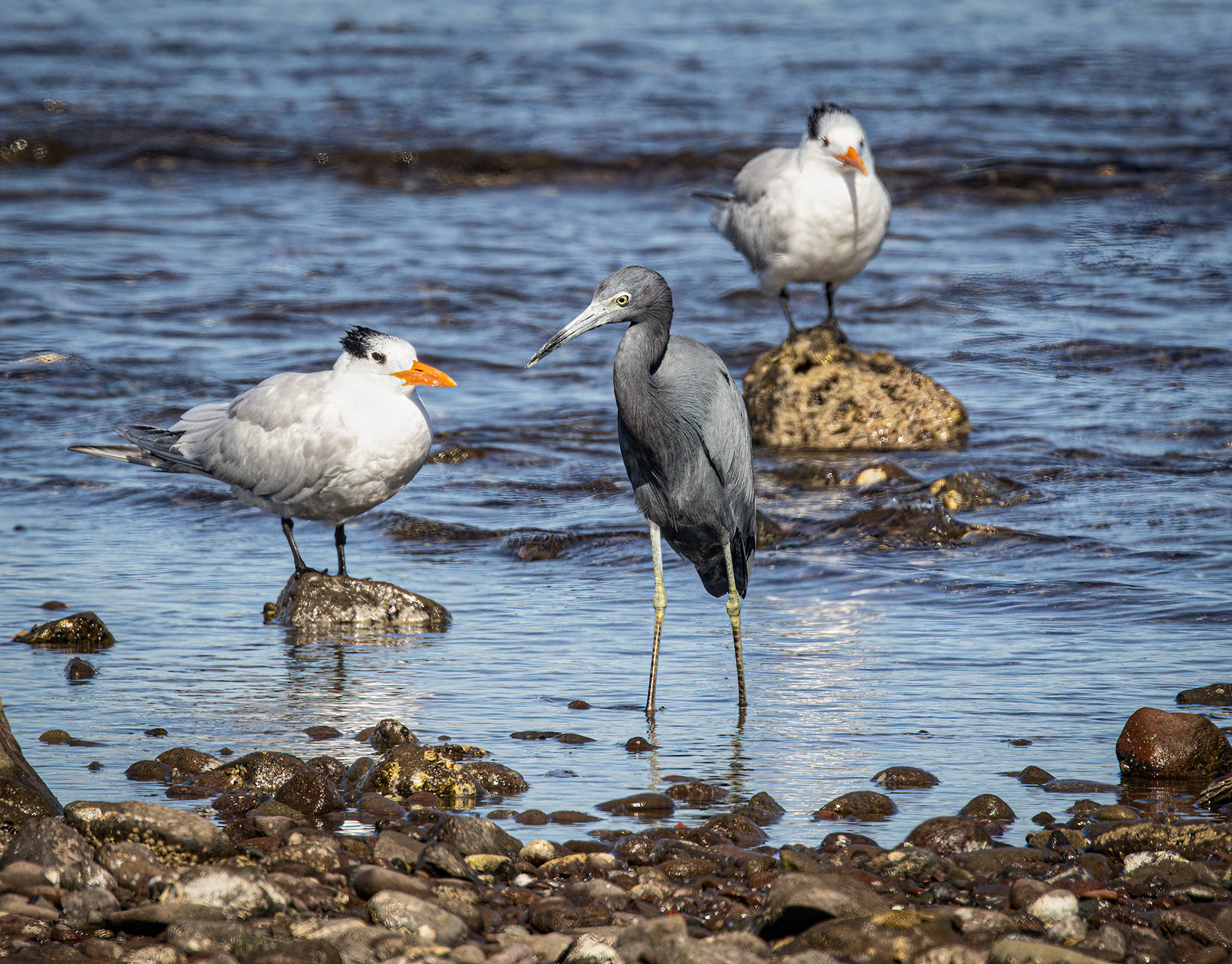Little Blue Heron, Royal Tern