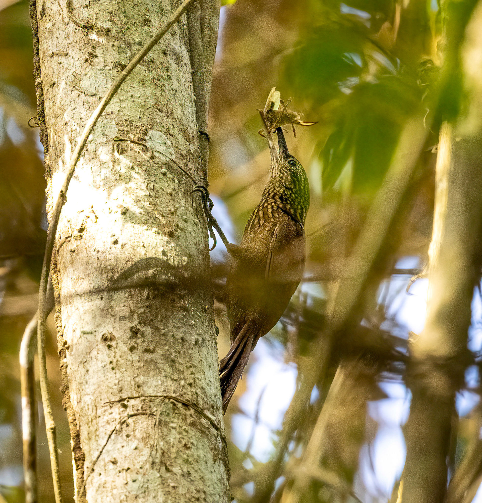 Cocoa Woodcreeper in Metropolitan Park, Panama City.