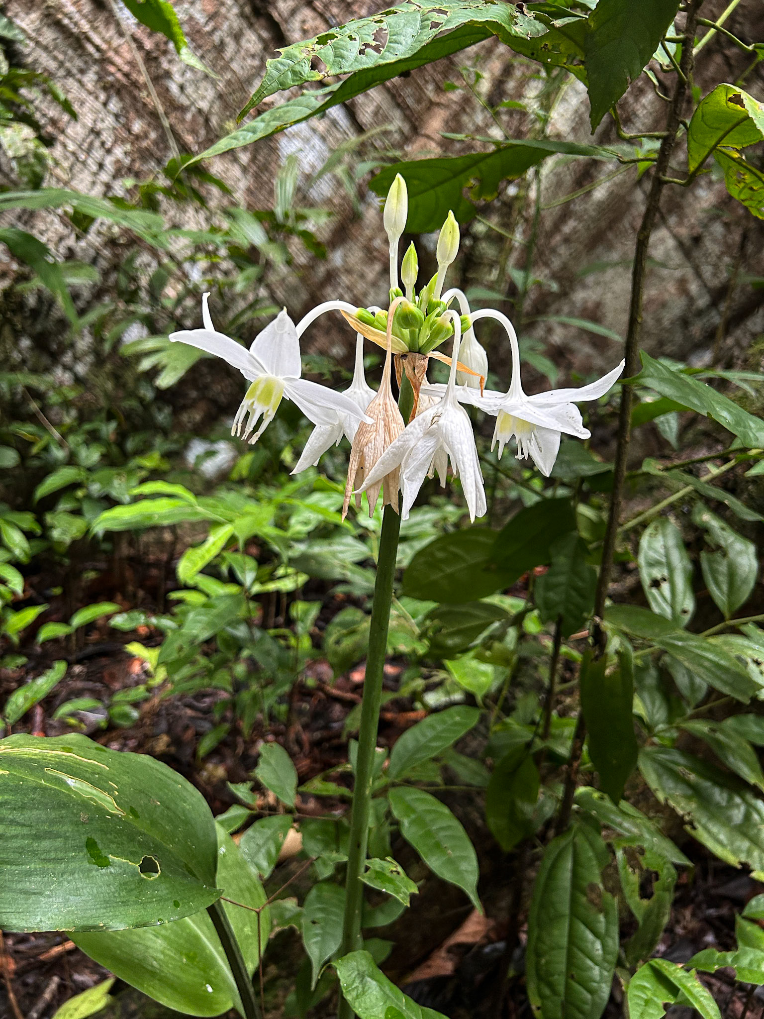 Stanhopea grandiflora Orchid