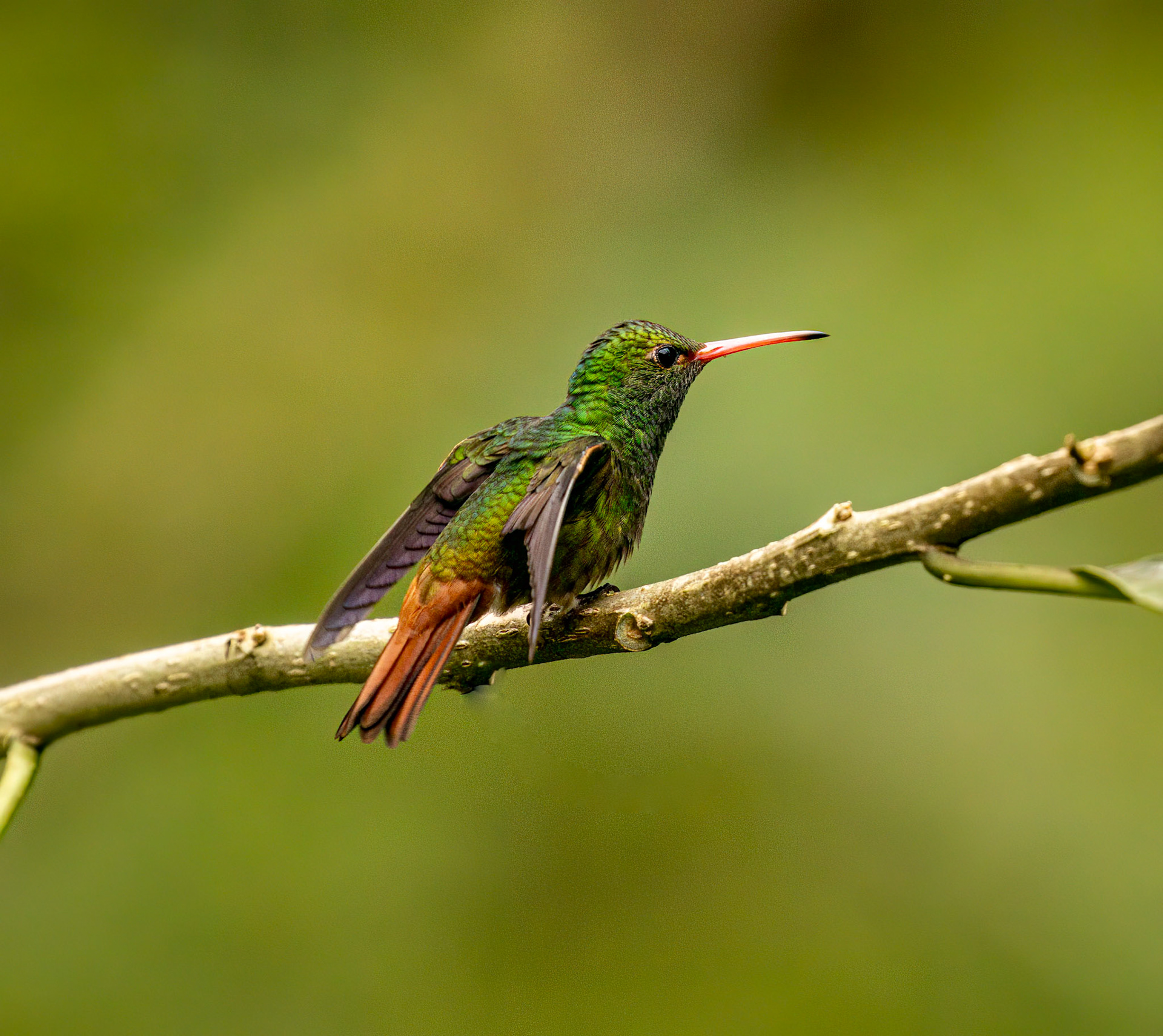 Rufous-tailed Hummingbird