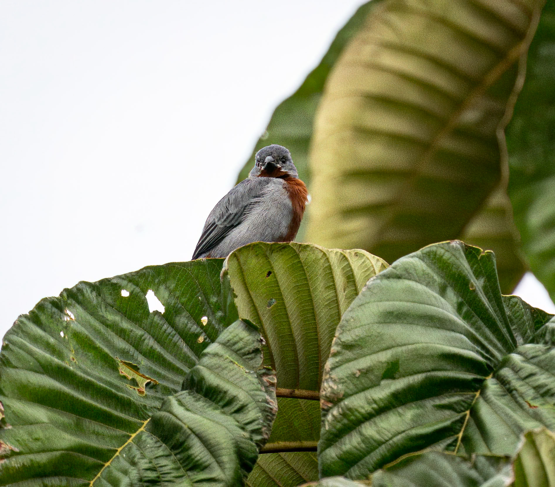 Chestnut-bellied Seedeater