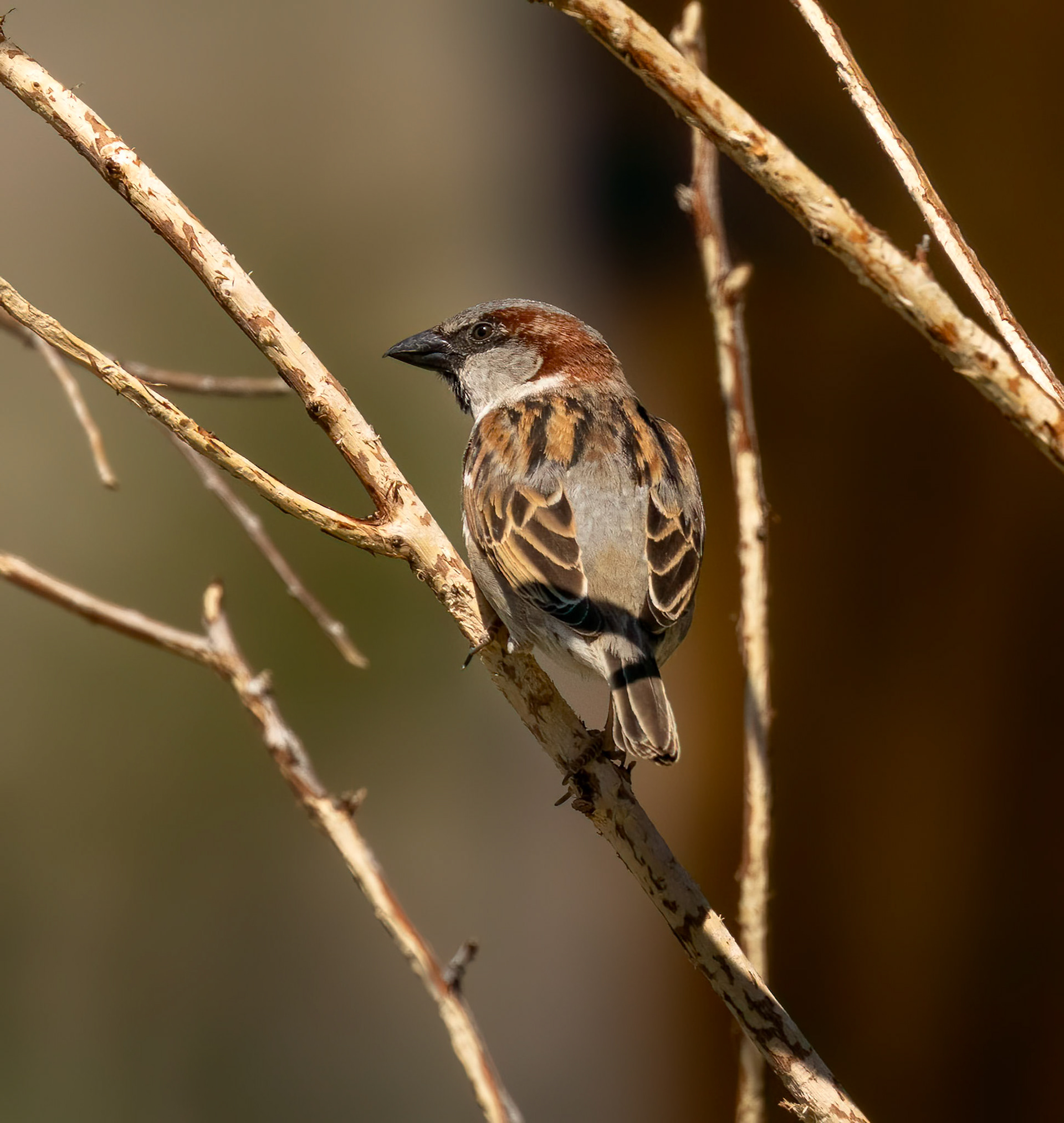 House Sparrow