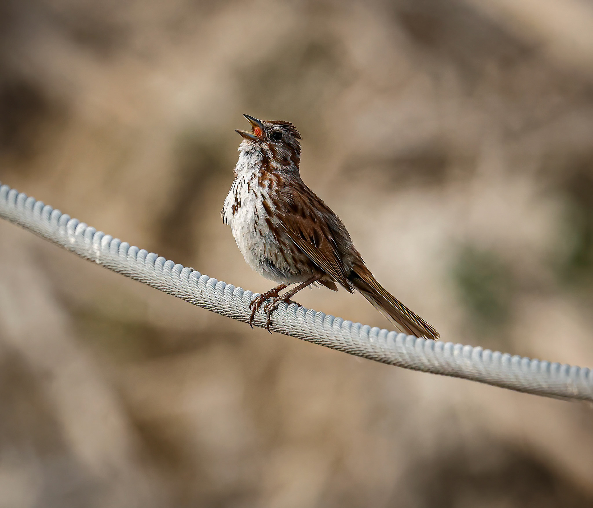 Song Sparrow