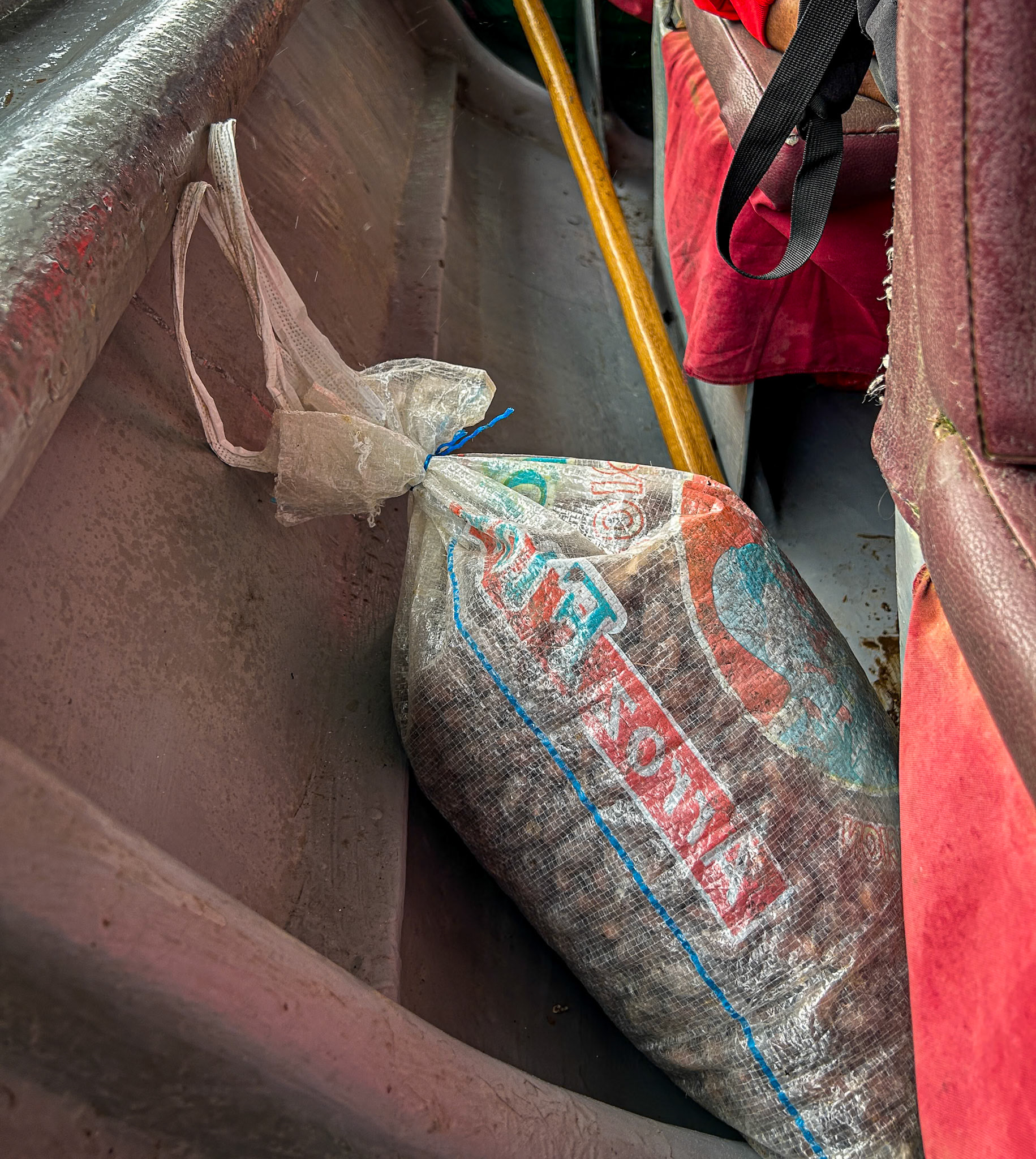 Dried Cacao to Market