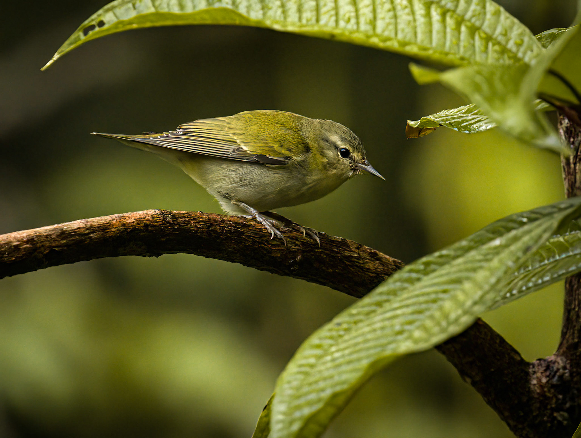 Tenessee Warbler