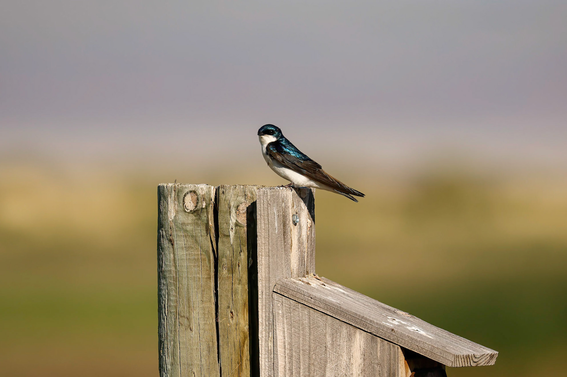 Tree Swallow
