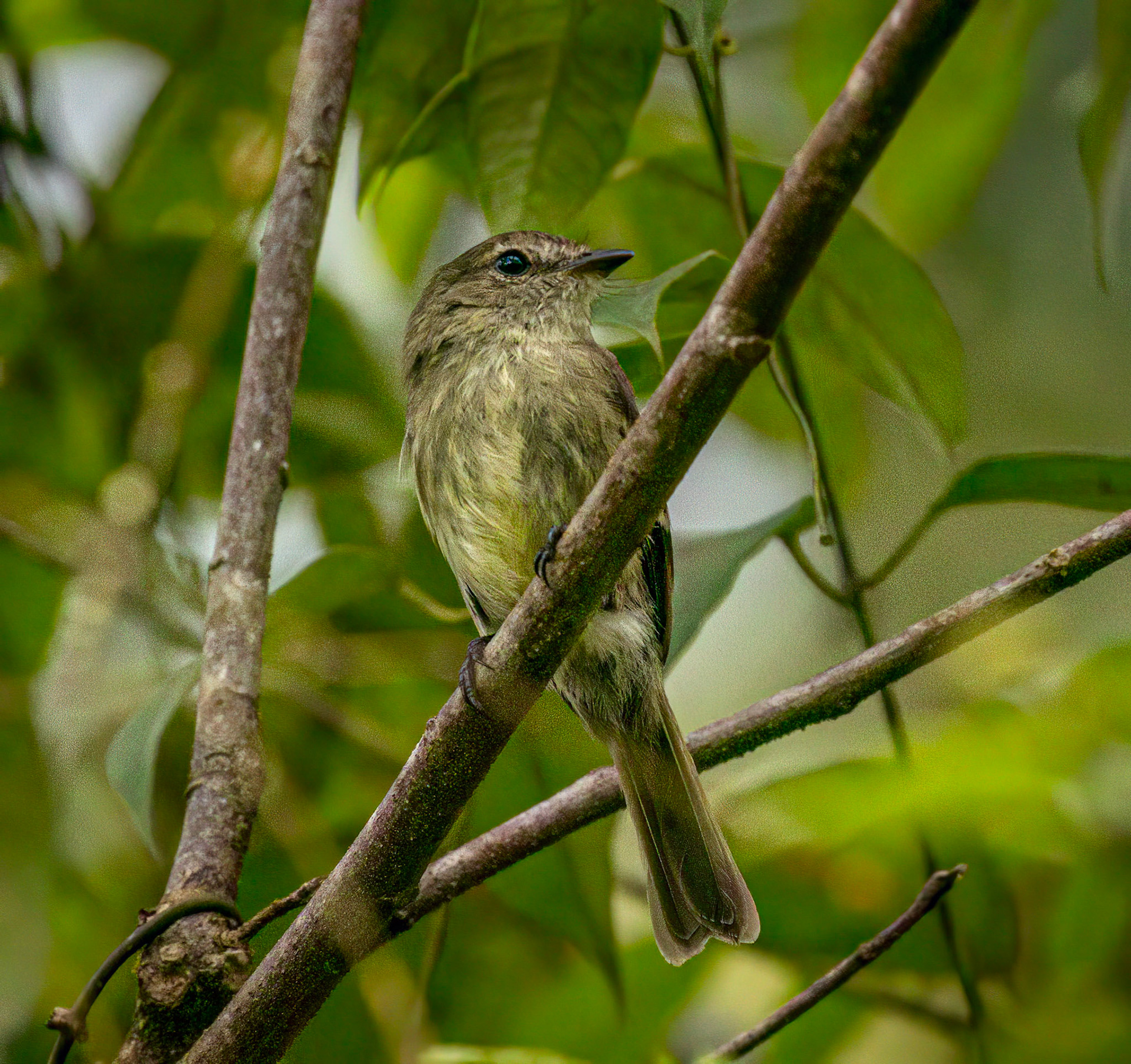 Olive-chested Flycatcher