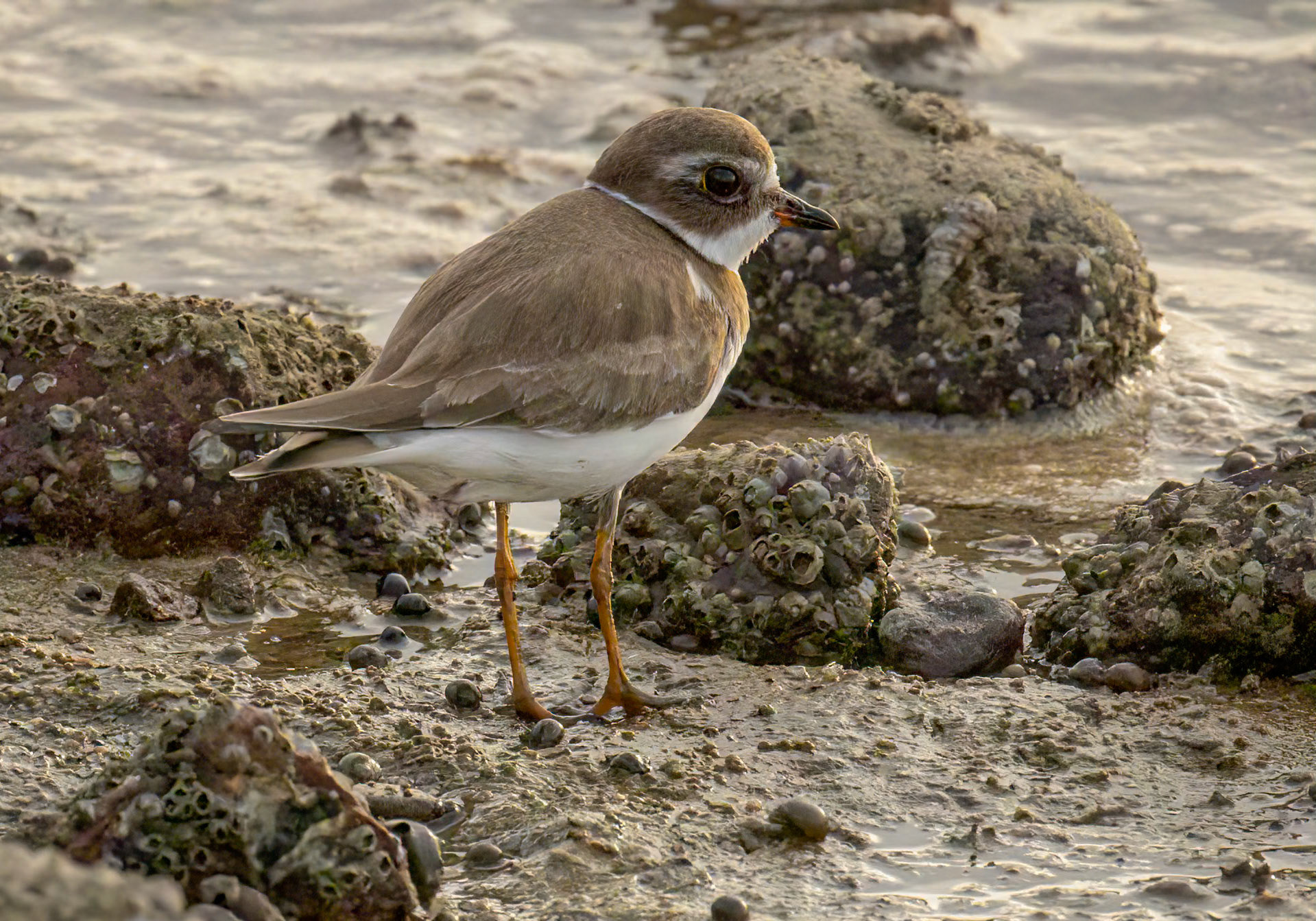 Semipalmated Plover
