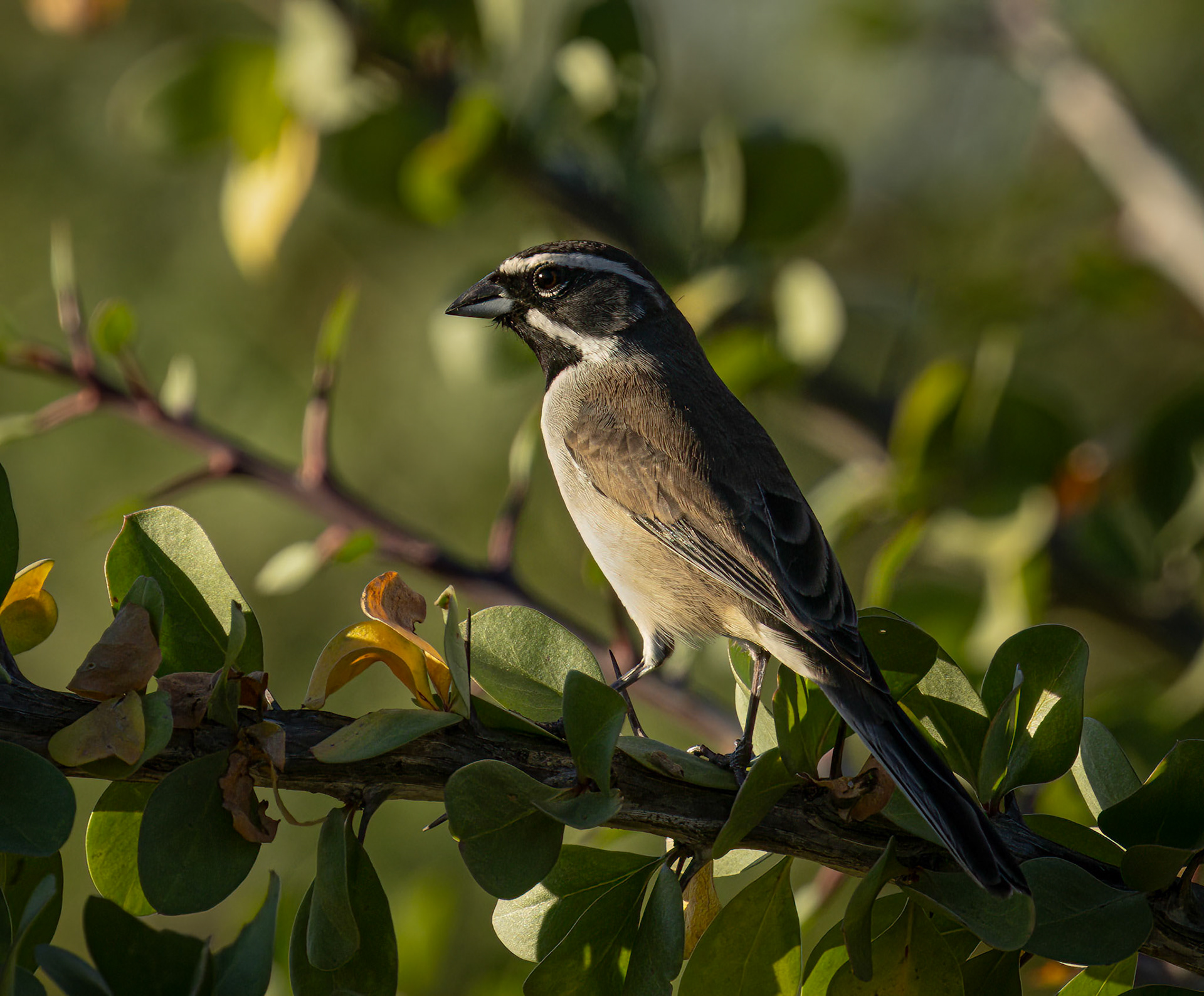 Black-throated Sparrow