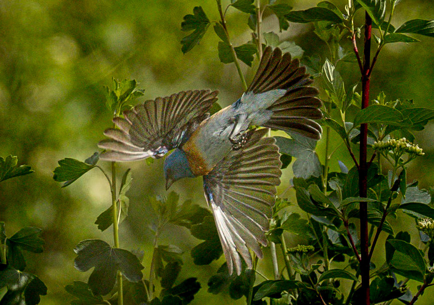 Lazuli Bunting