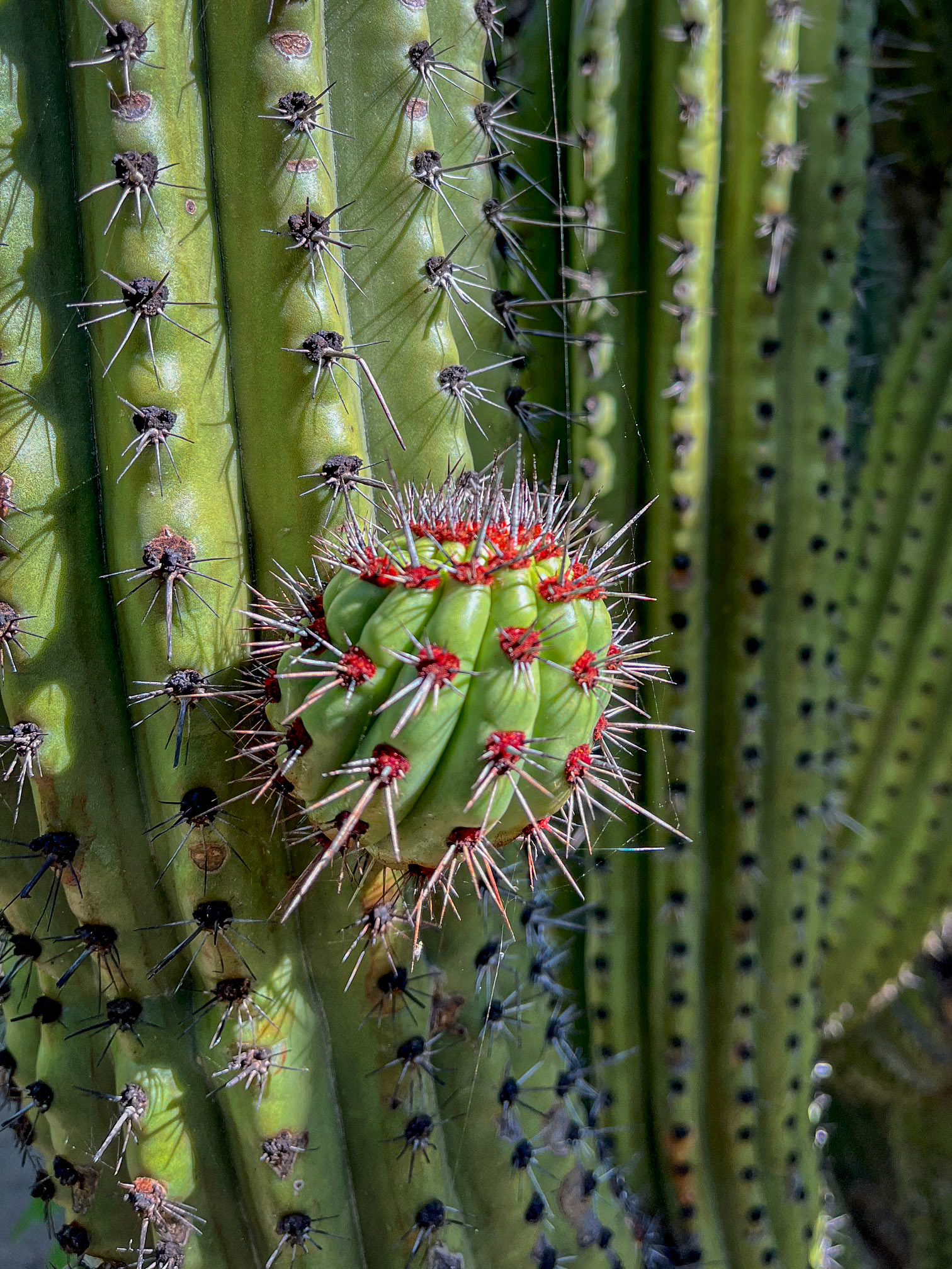 Santuario de los Cactus