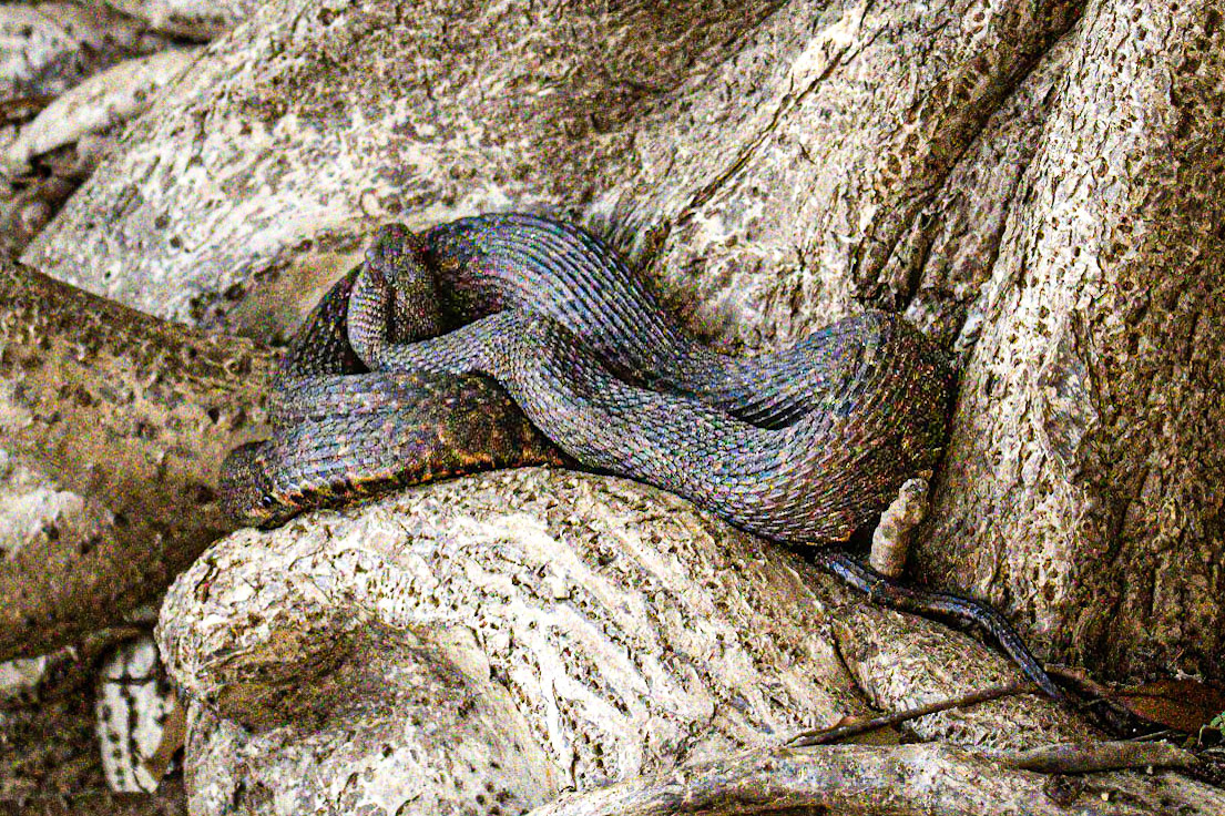 Eastern Indigo Snake