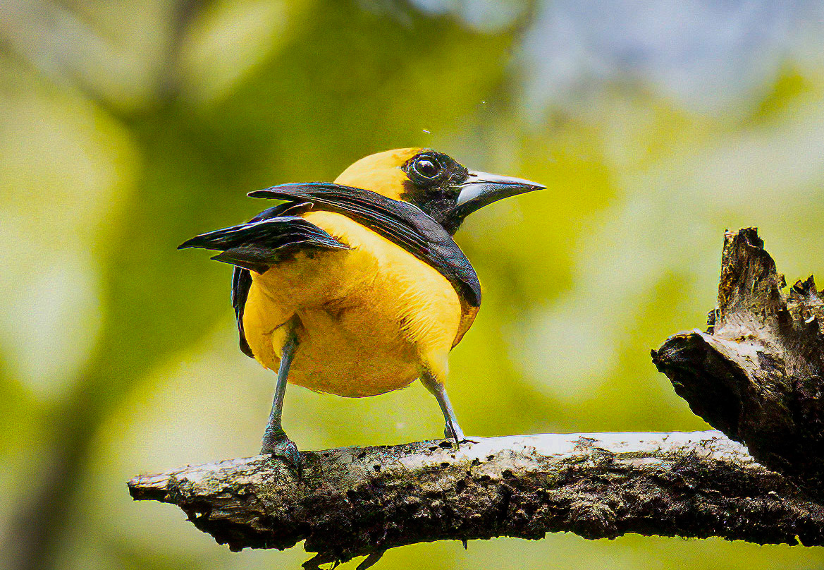 Yellow-backed Oriole in Metropolitan Park