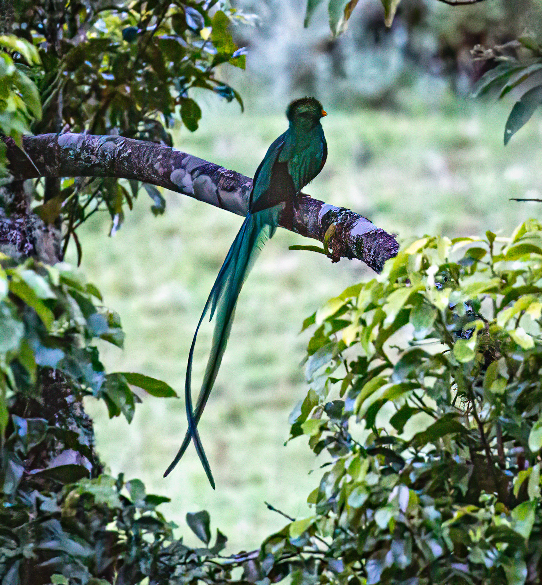 Resplendent Quetzal