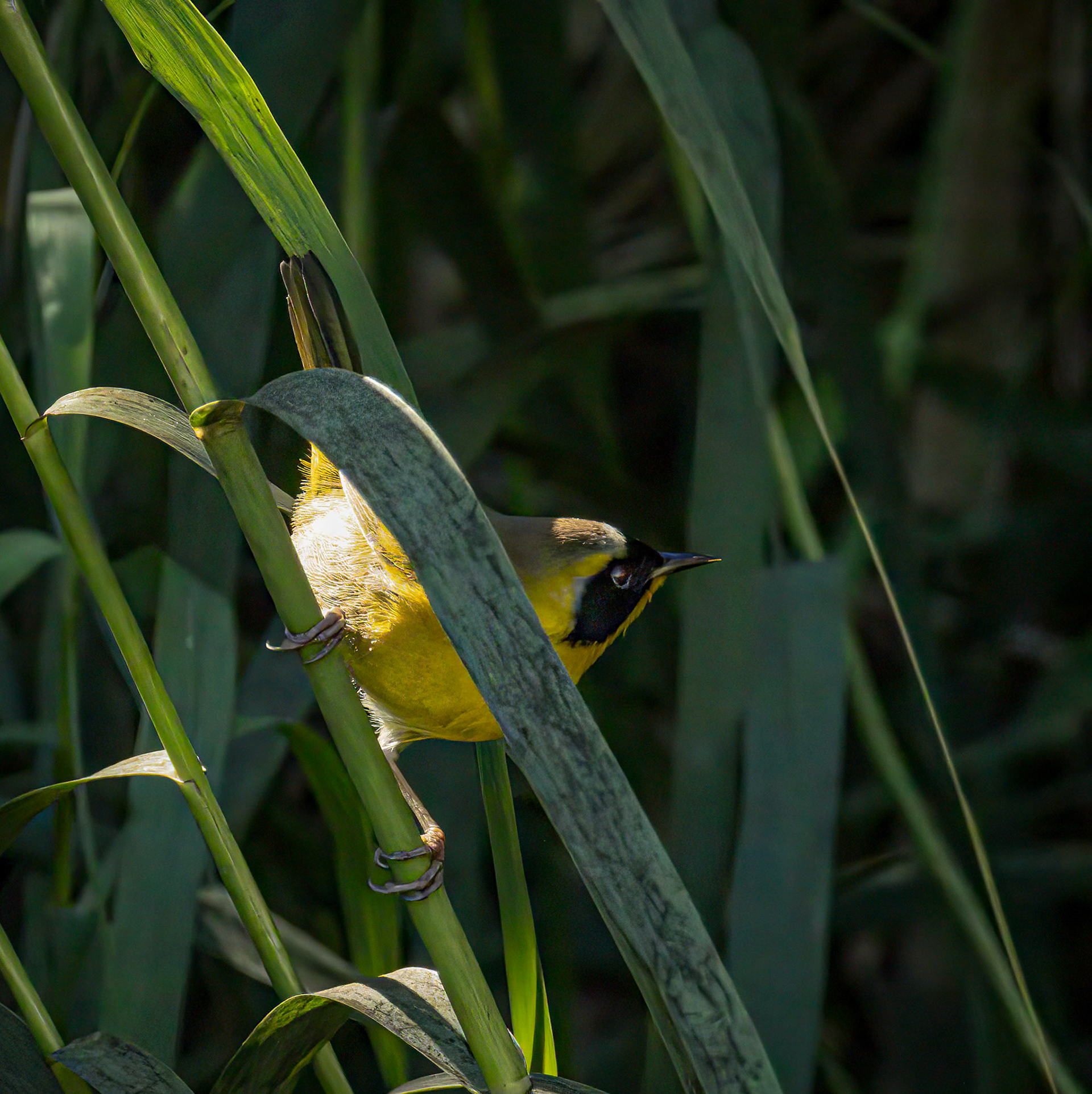 Belding's Yellowthroat