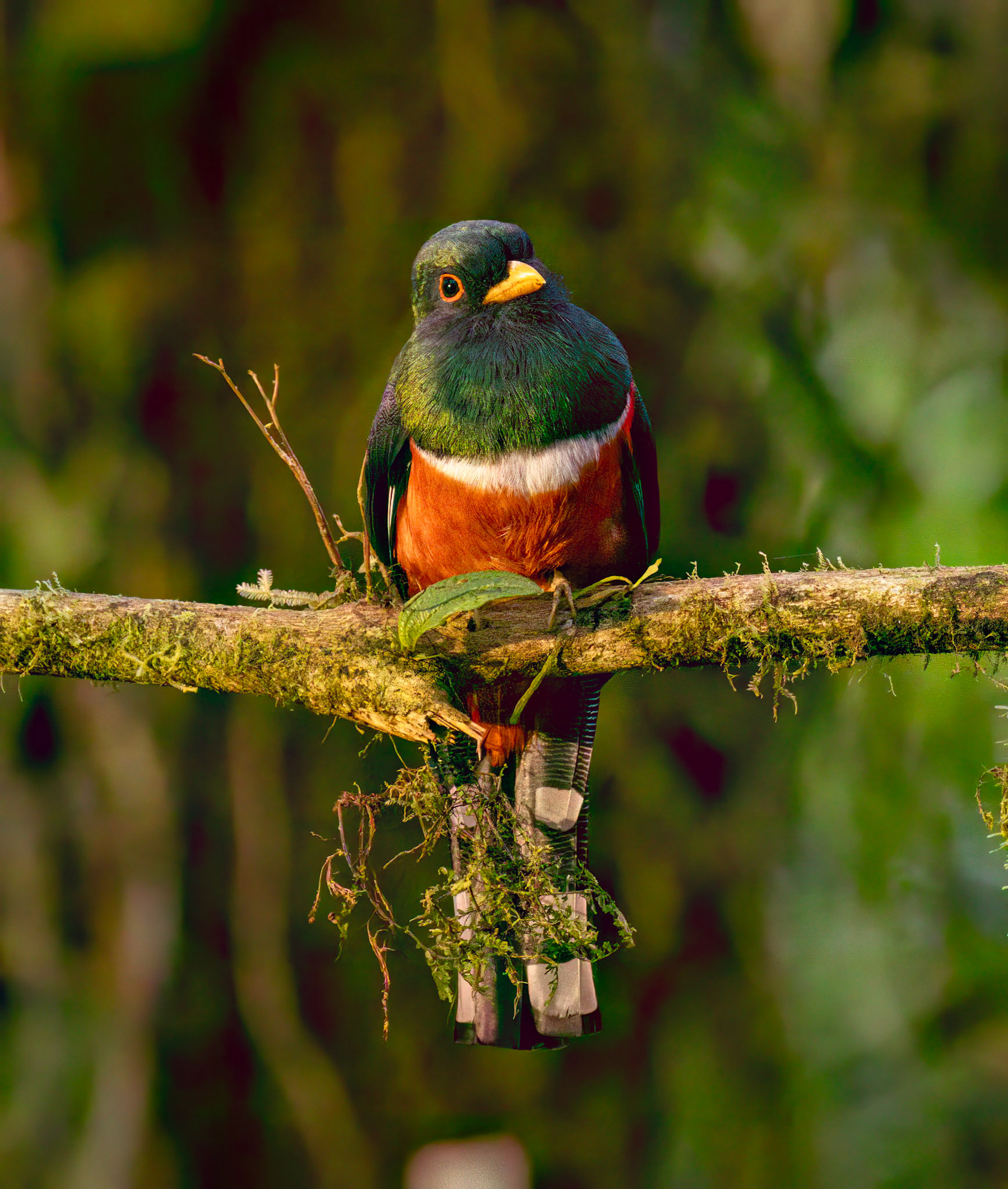 Masked Trogon